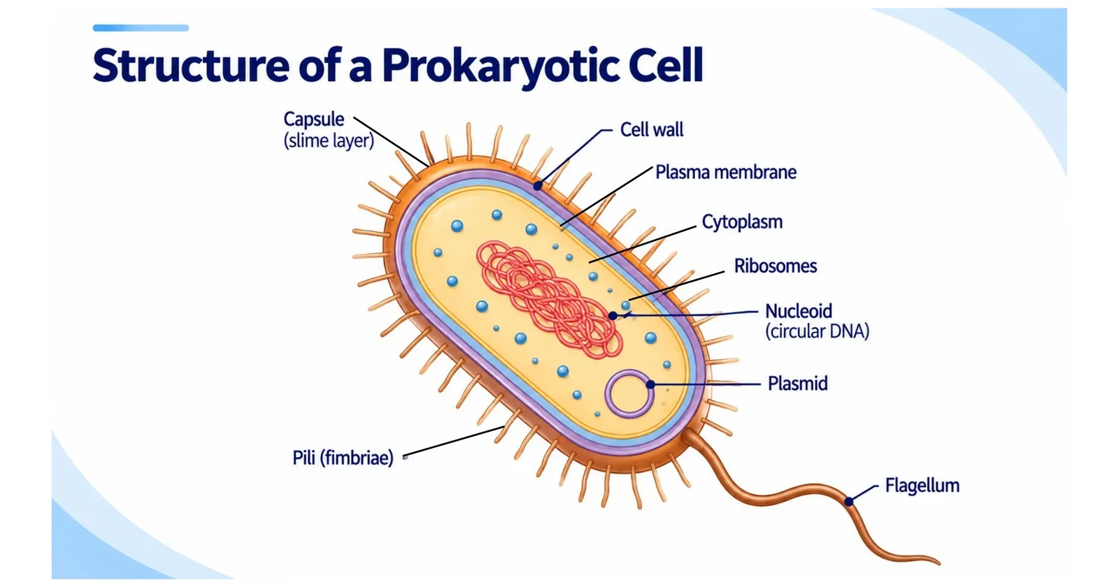 Labelled diagram of a bacterial cell showing capsule, cell wall, plasma membrane, cytoplasm, ribosomes, nucleoid, plasmid, pili and flagellum