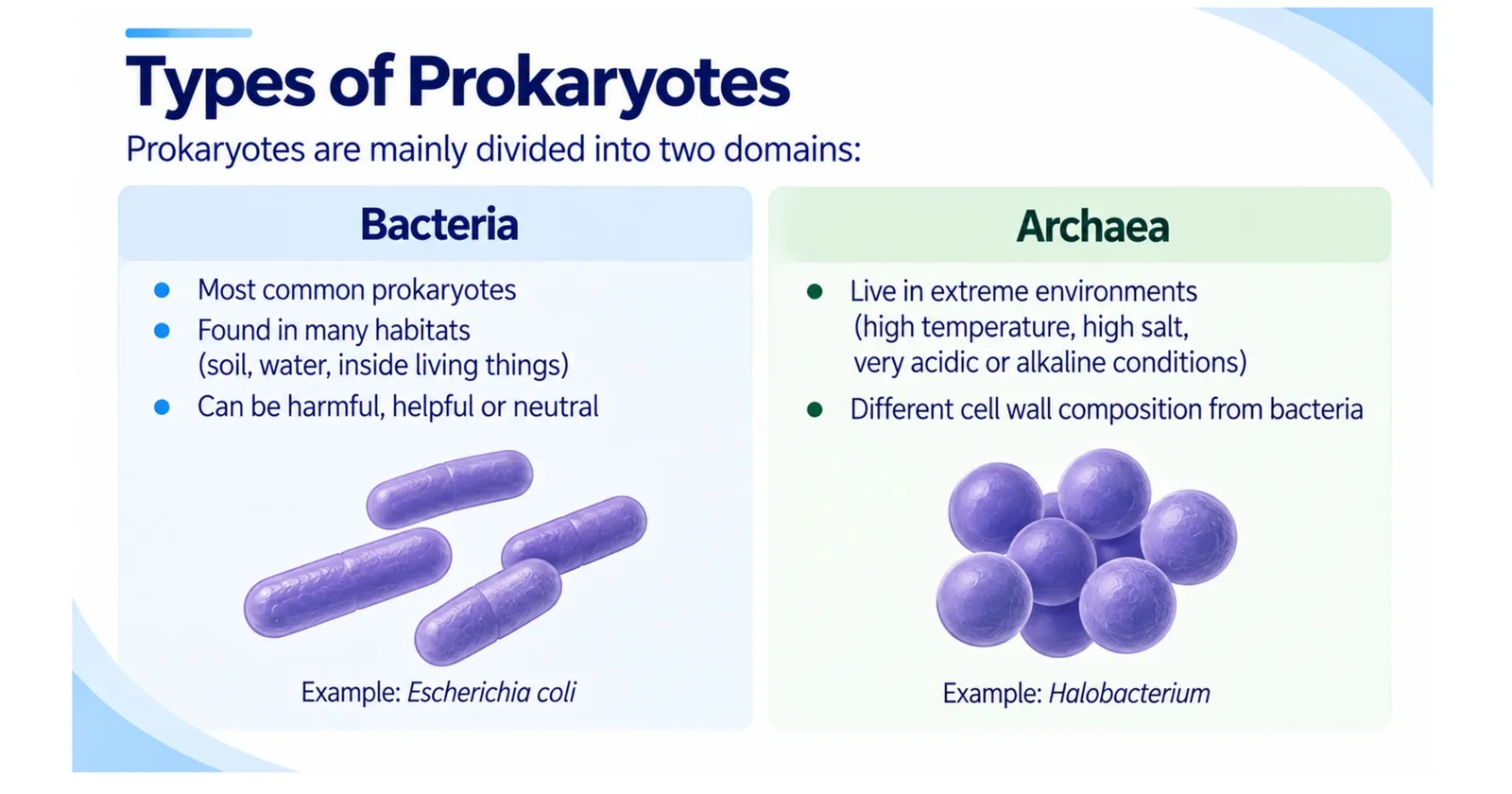 Types of prokaryotes: bacteria such as Escherichia coli compared with archaea such as Halobacterium that live in extreme environments
