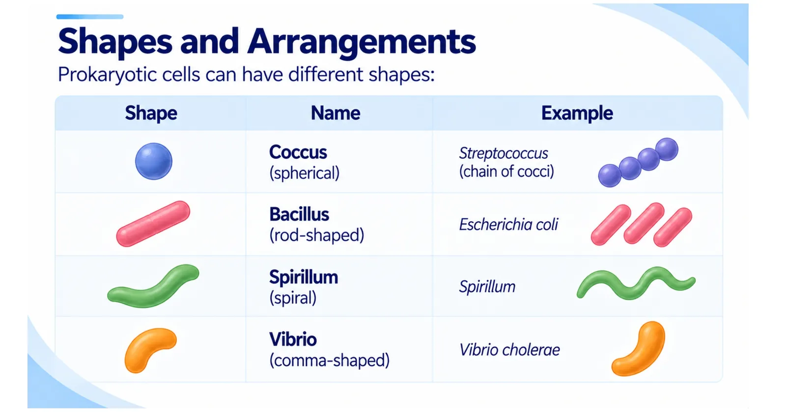 Shapes of bacteria: spherical coccus, rod-shaped bacillus, spiral spirillum and comma-shaped vibrio with examples
