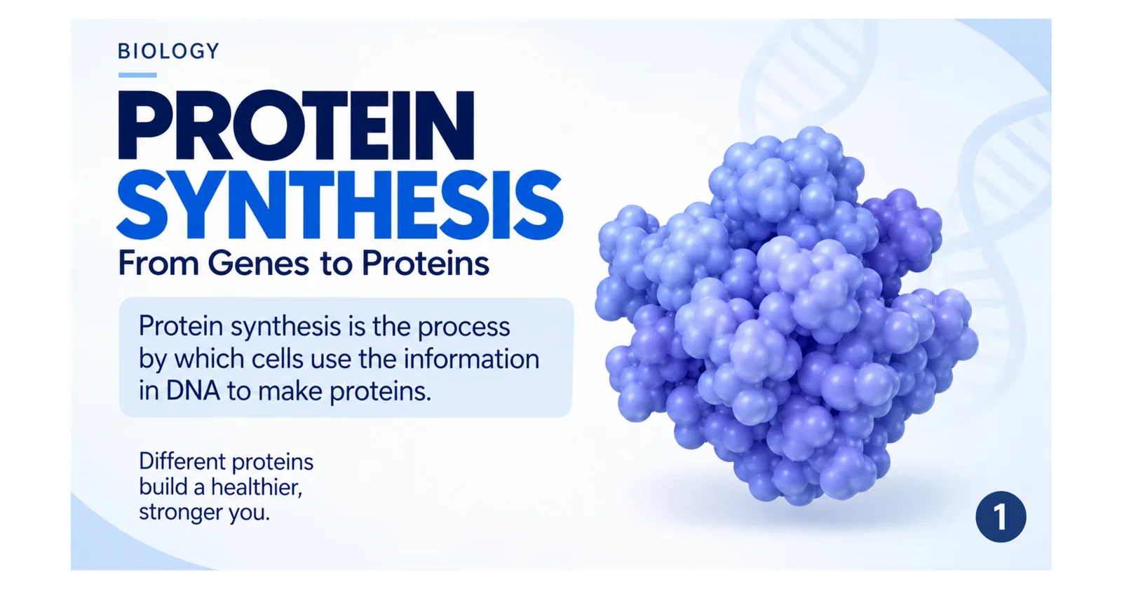 Protein synthesis: the process by which cells use the information in DNA to make proteins