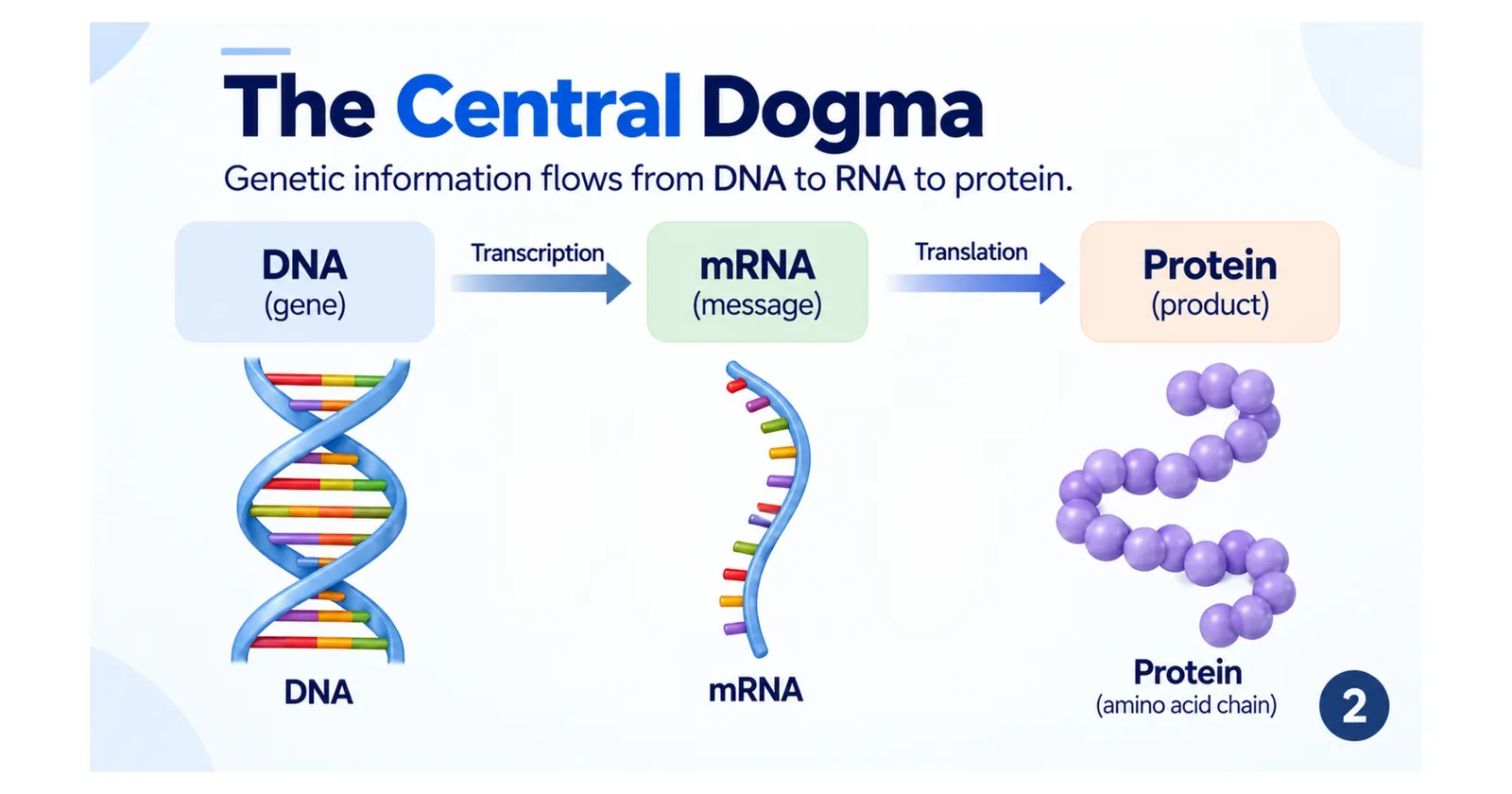 The central dogma: DNA is transcribed into mRNA, and mRNA is translated into a protein
