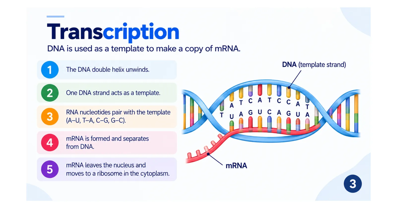 Transcription in five steps: DNA unwinds, one strand is the template, RNA nucleotides pair with it, mRNA forms and leaves the nucleus