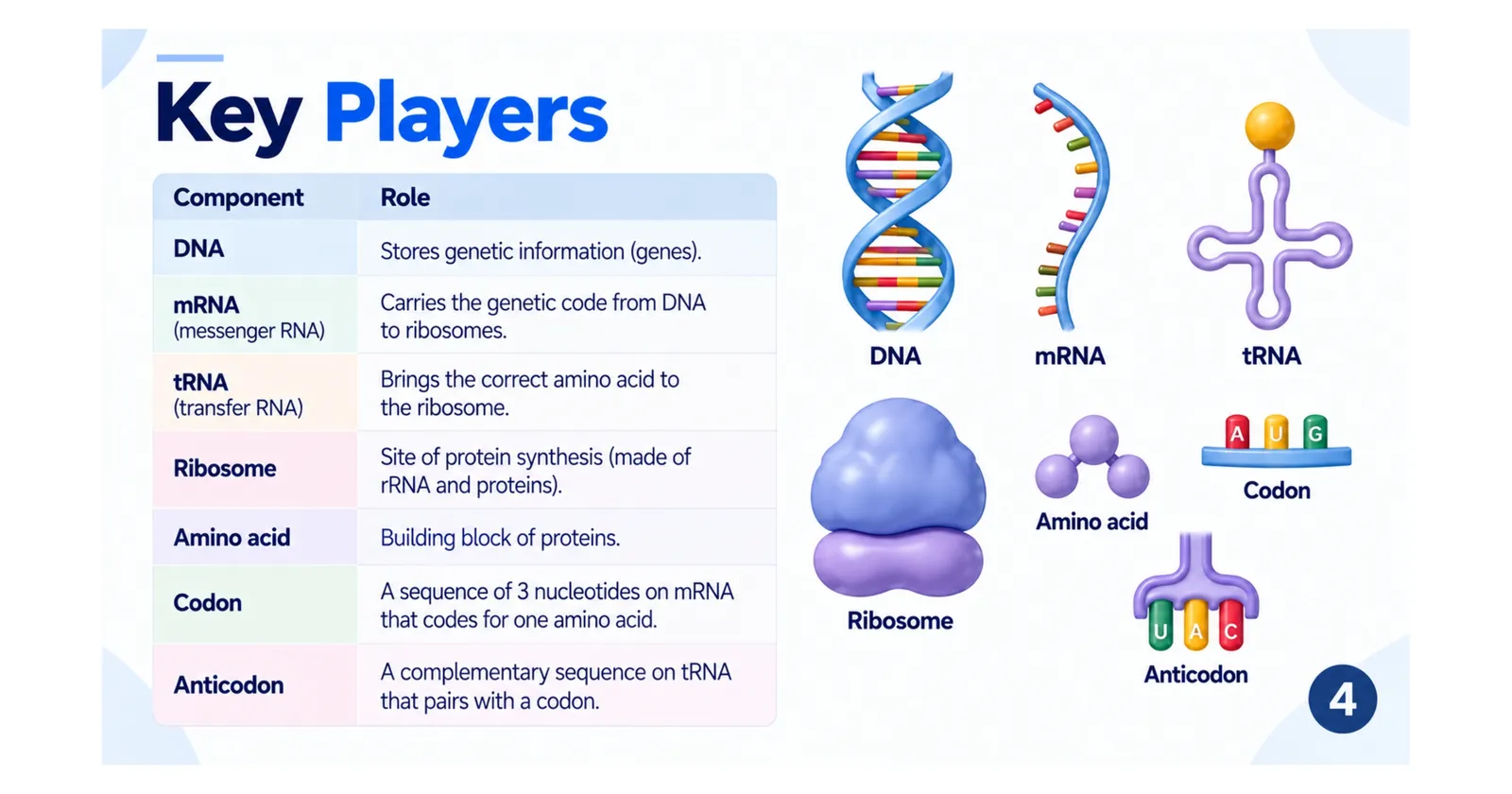 Key players in protein synthesis: DNA, mRNA, tRNA, ribosome, amino acid, codon and anticodon, with the role of each