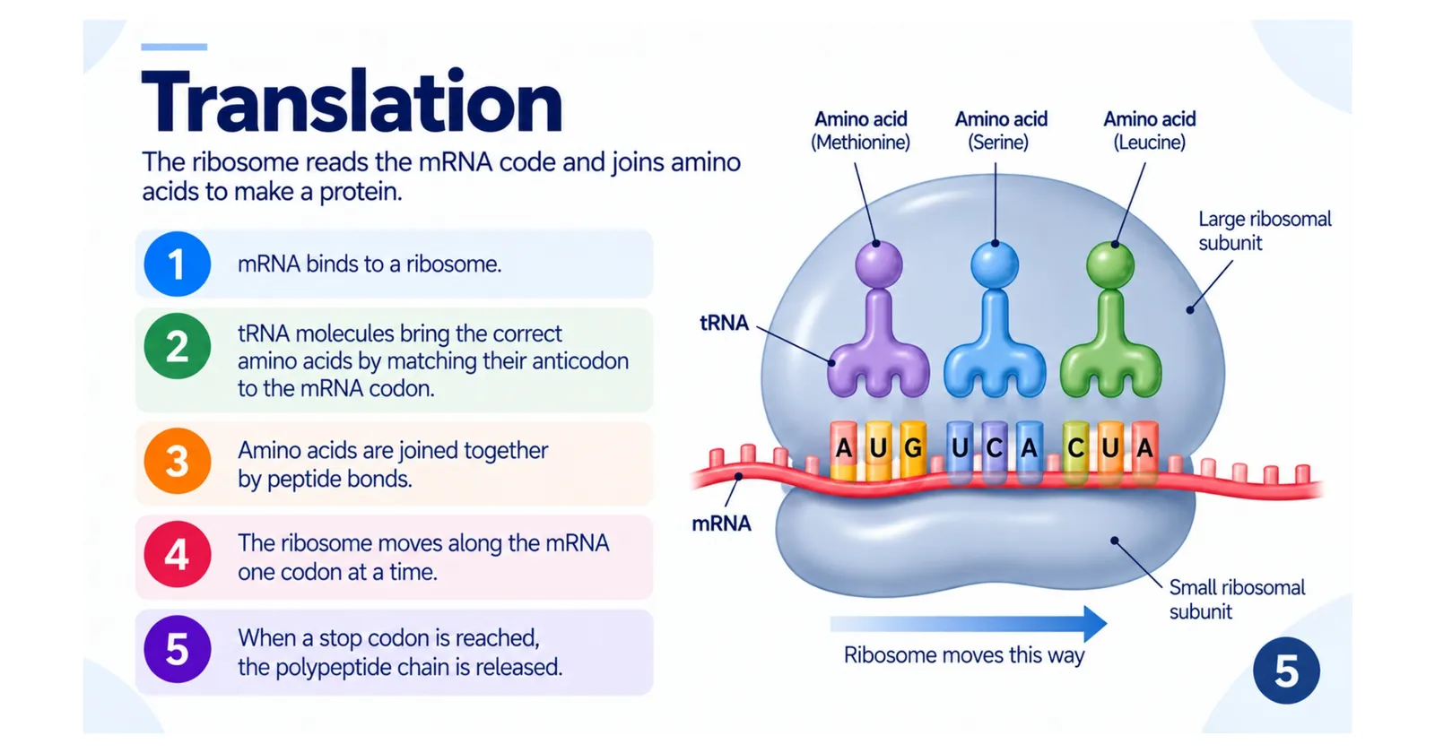 Translation: mRNA binds to a ribosome, tRNA anticodons match the codons, and amino acids are joined by peptide bonds