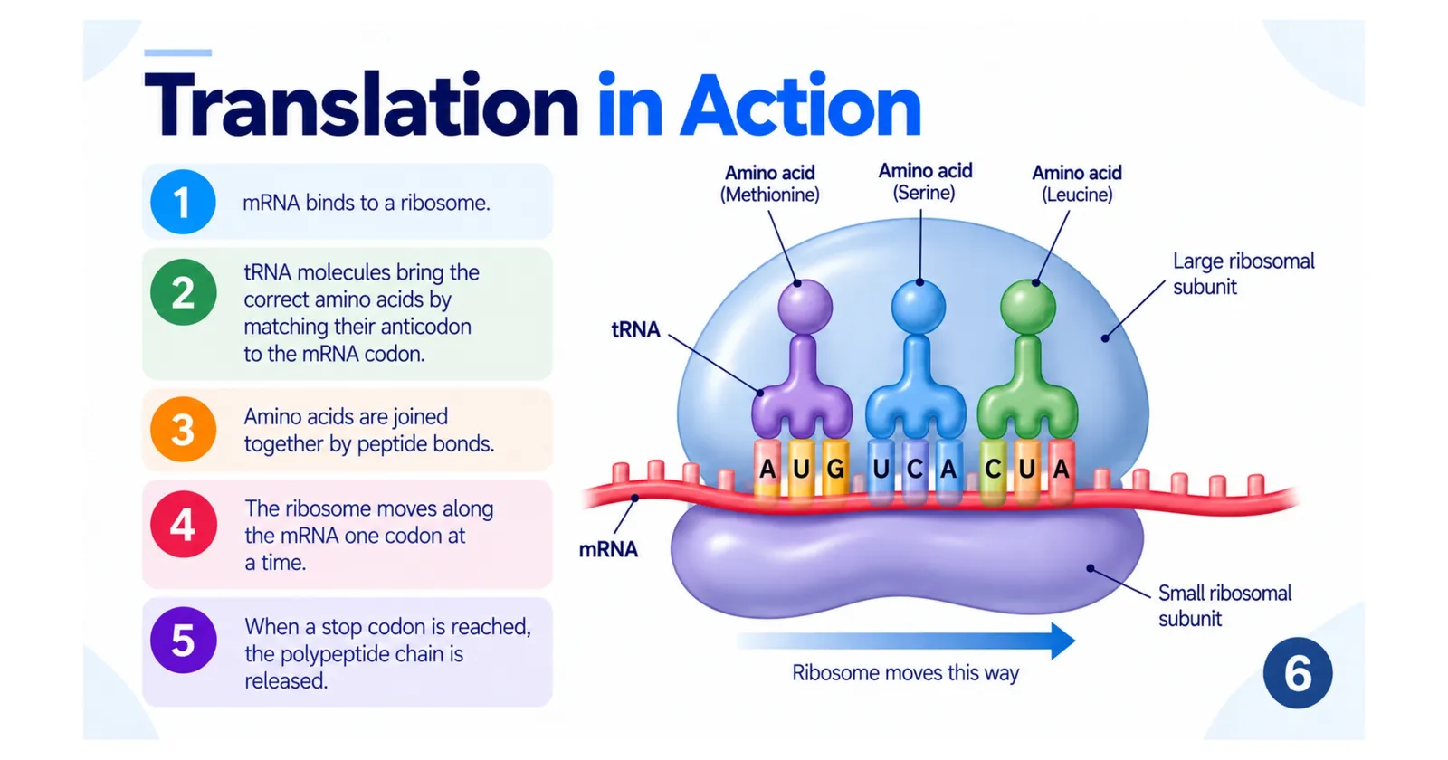 Translation in action: tRNA molecules carrying methionine, serine and leucine pair with mRNA codons as the ribosome moves along