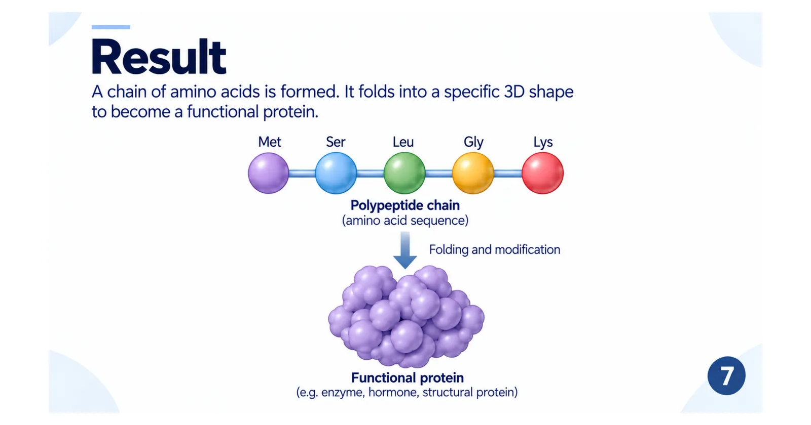 The result: a polypeptide chain of amino acids folds and is modified into a functional 3D protein such as an enzyme, hormone or structural protein