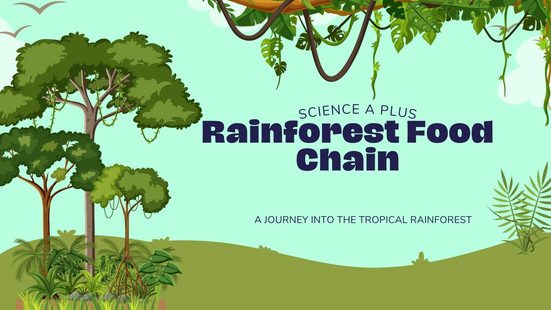 Rainforest Food Chain Title