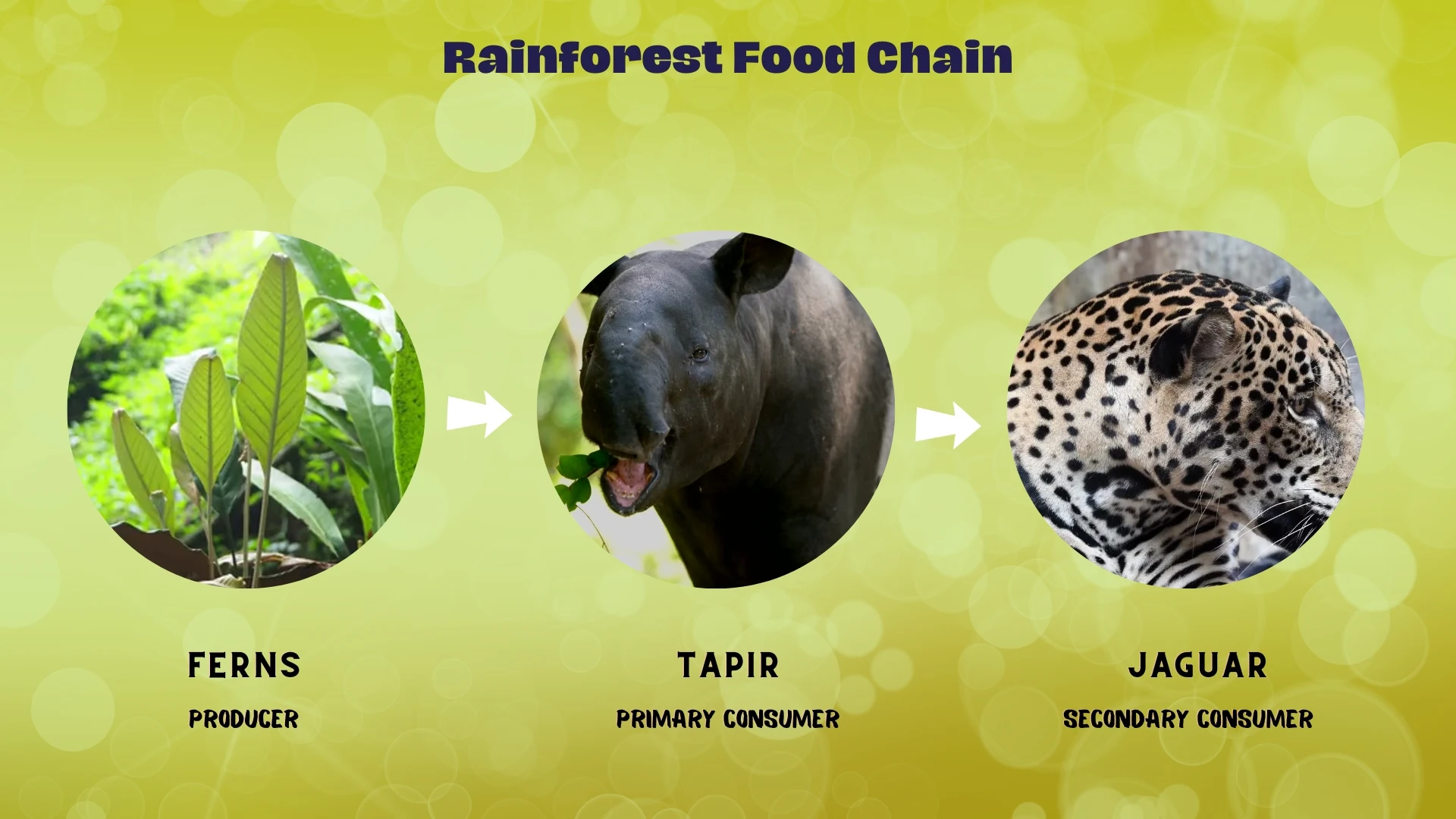 Food Chain Example