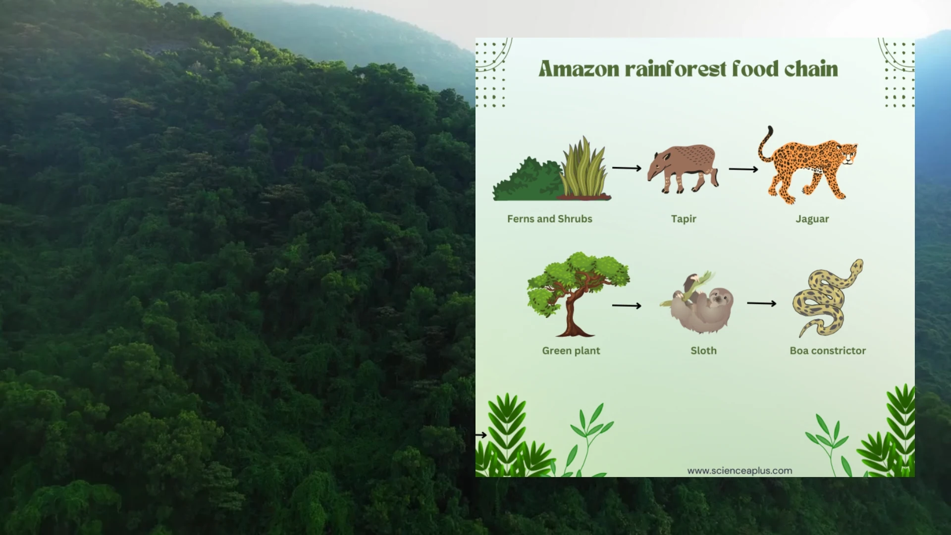 Amazon Rainforest Food Chain