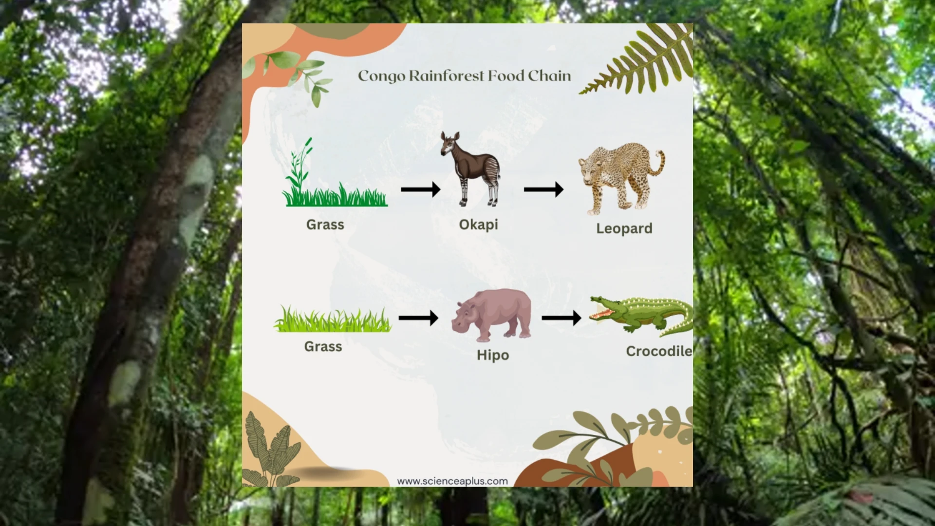 Congo Rainforest Food Chain