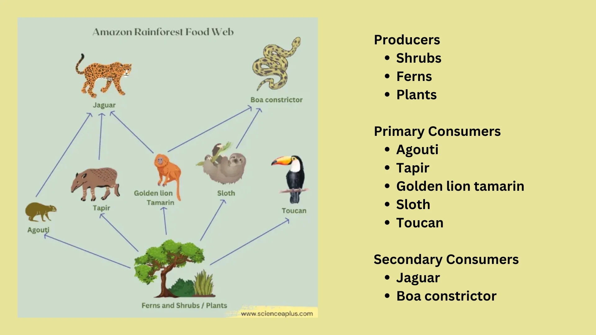 Amazon Rainforest Food Web