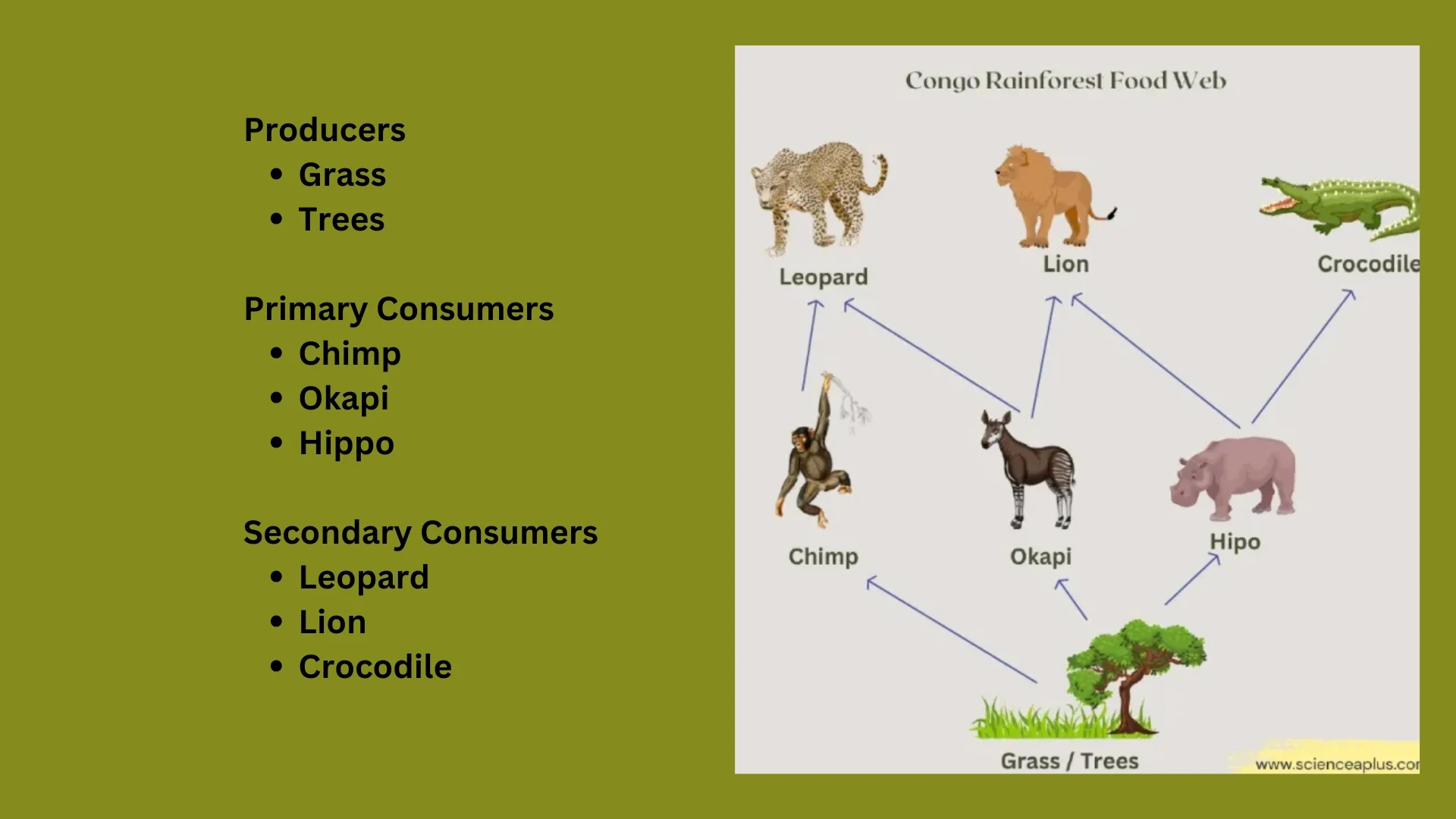 Congo Rainforest Food Web