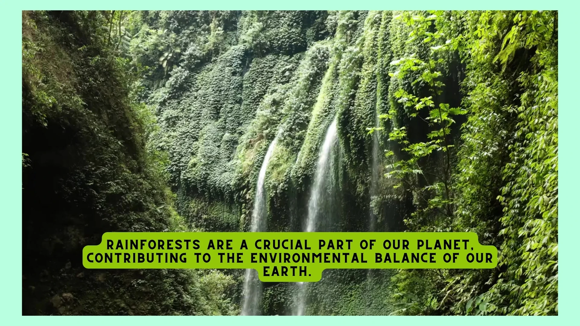 Rainforests Environmental Balance