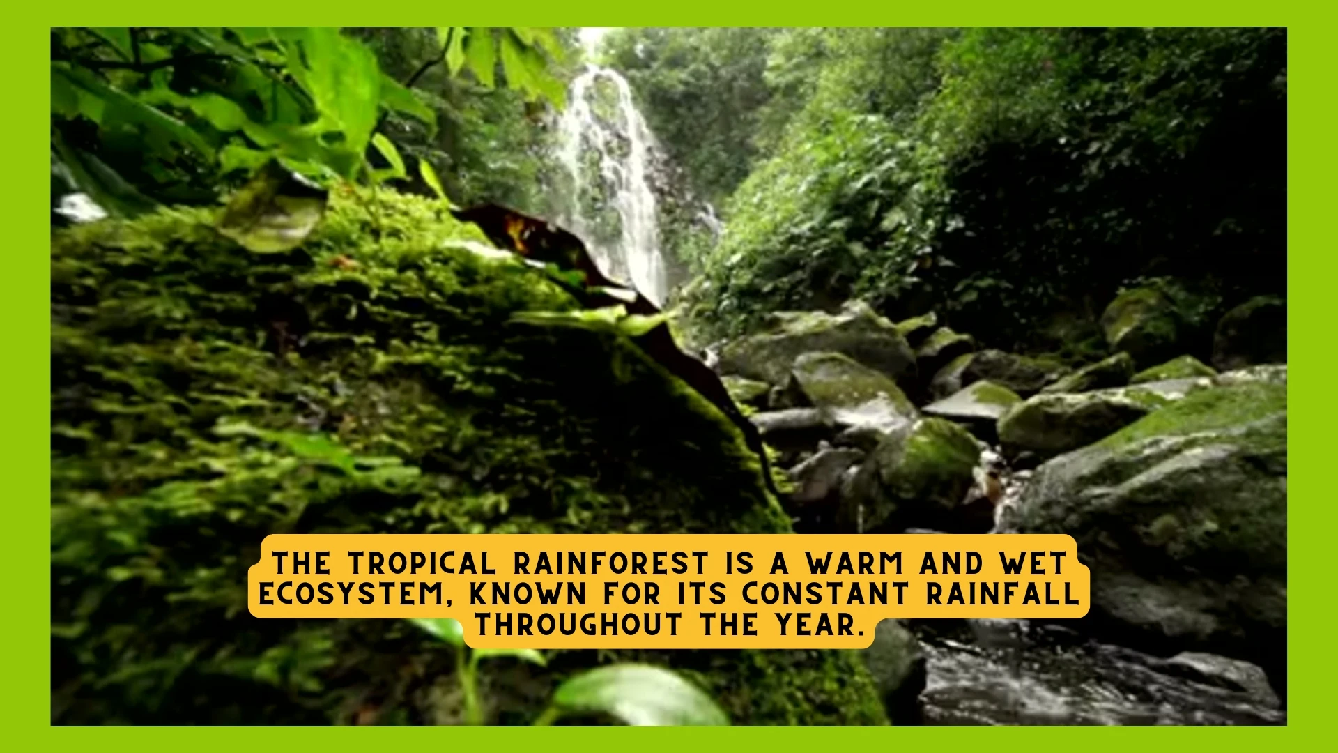 Tropical Rainforest Climate