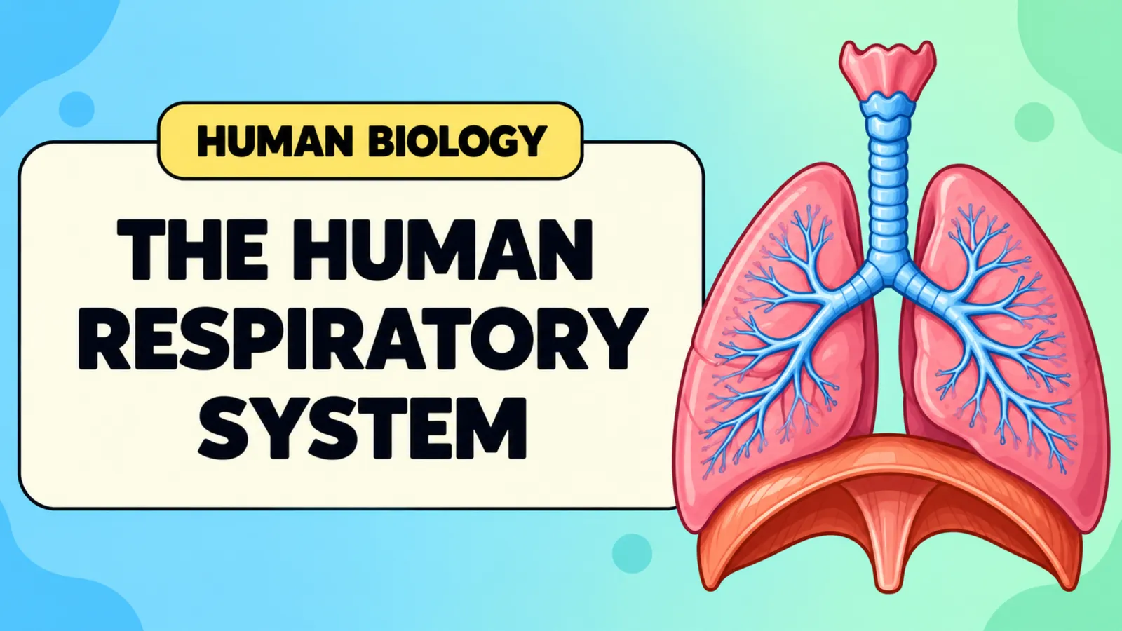 The human respiratory system title slide with a pair of lungs