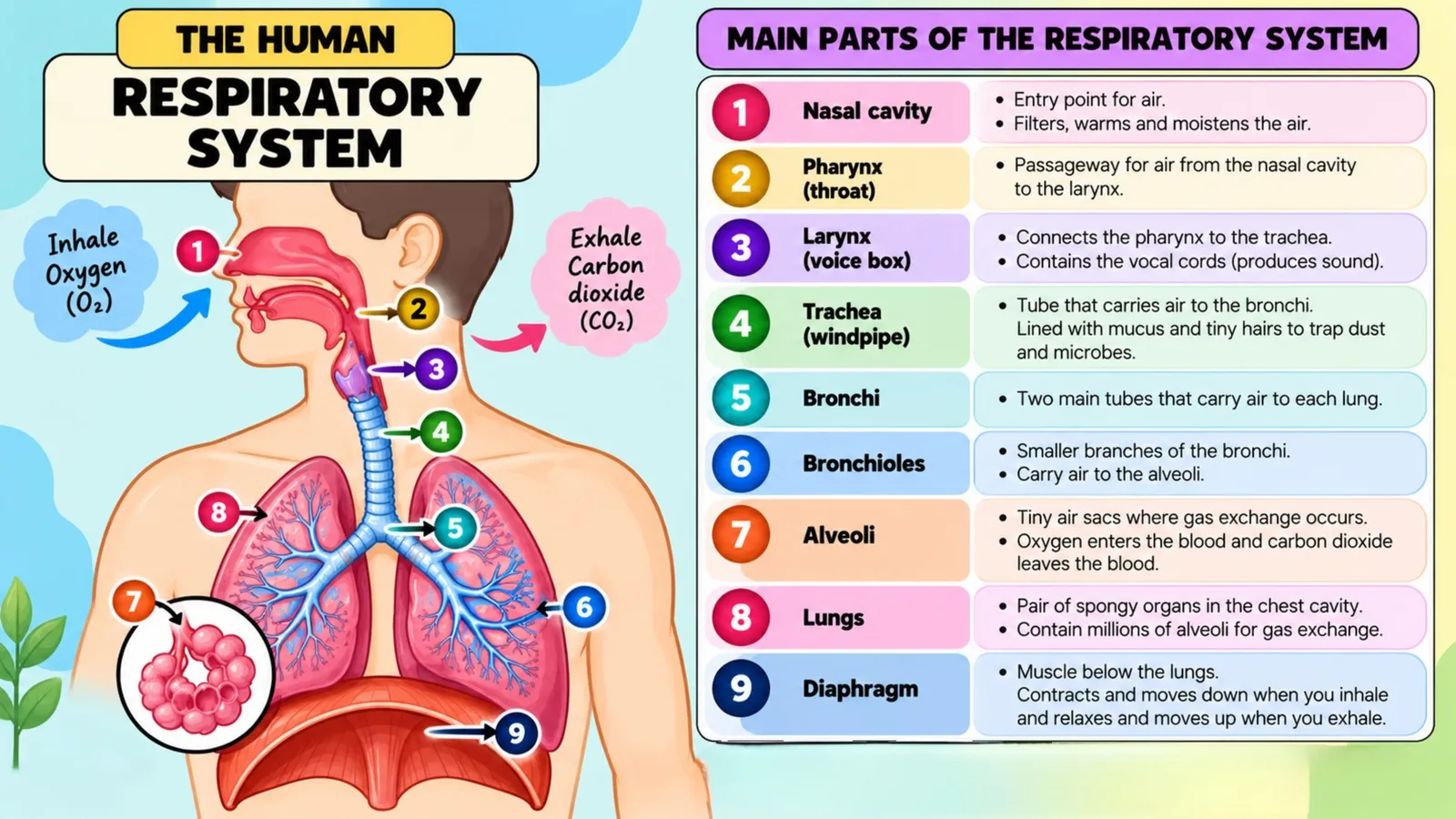 Main parts of the respiratory system labelled on a diagram: nasal cavity, pharynx, larynx, trachea, bronchi, bronchioles, alveoli, lungs and diaphragm