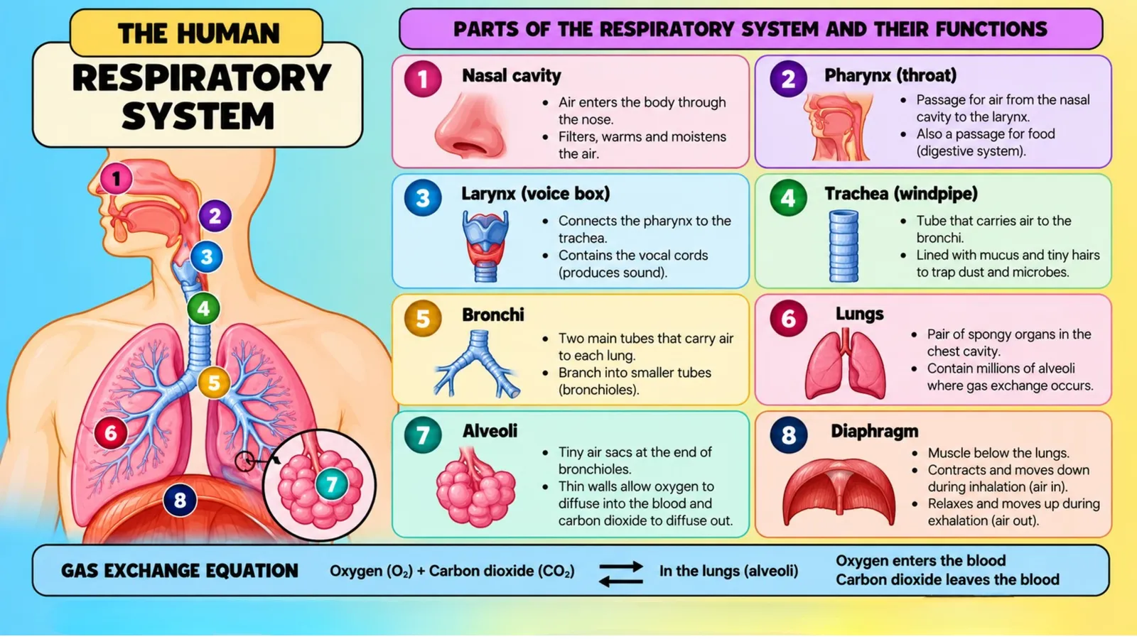 Parts of the respiratory system and their functions, from the nasal cavity and trachea to the alveoli and diaphragm, with the gas exchange summary