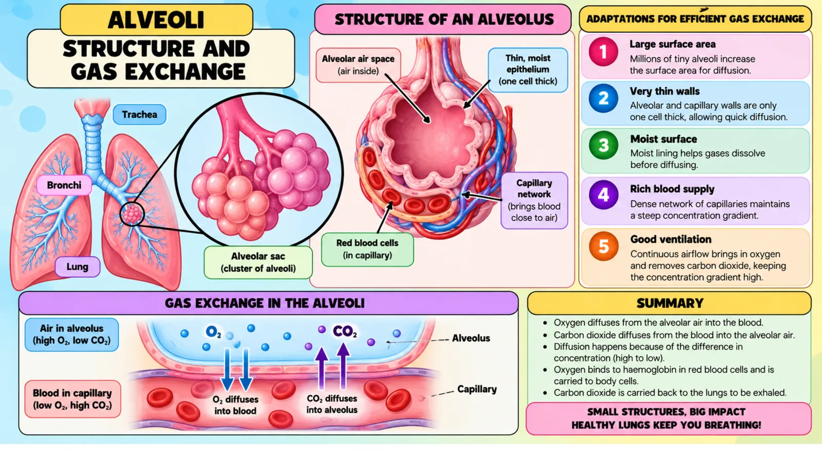 Structure of an alveolus with its capillary network, adaptations for efficient gas exchange and diffusion of oxygen and carbon dioxide
