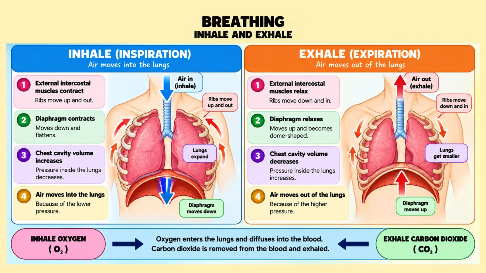 Inhalation versus exhalation: intercostal muscles and diaphragm contract or relax, chest volume and pressure change and air moves in or out