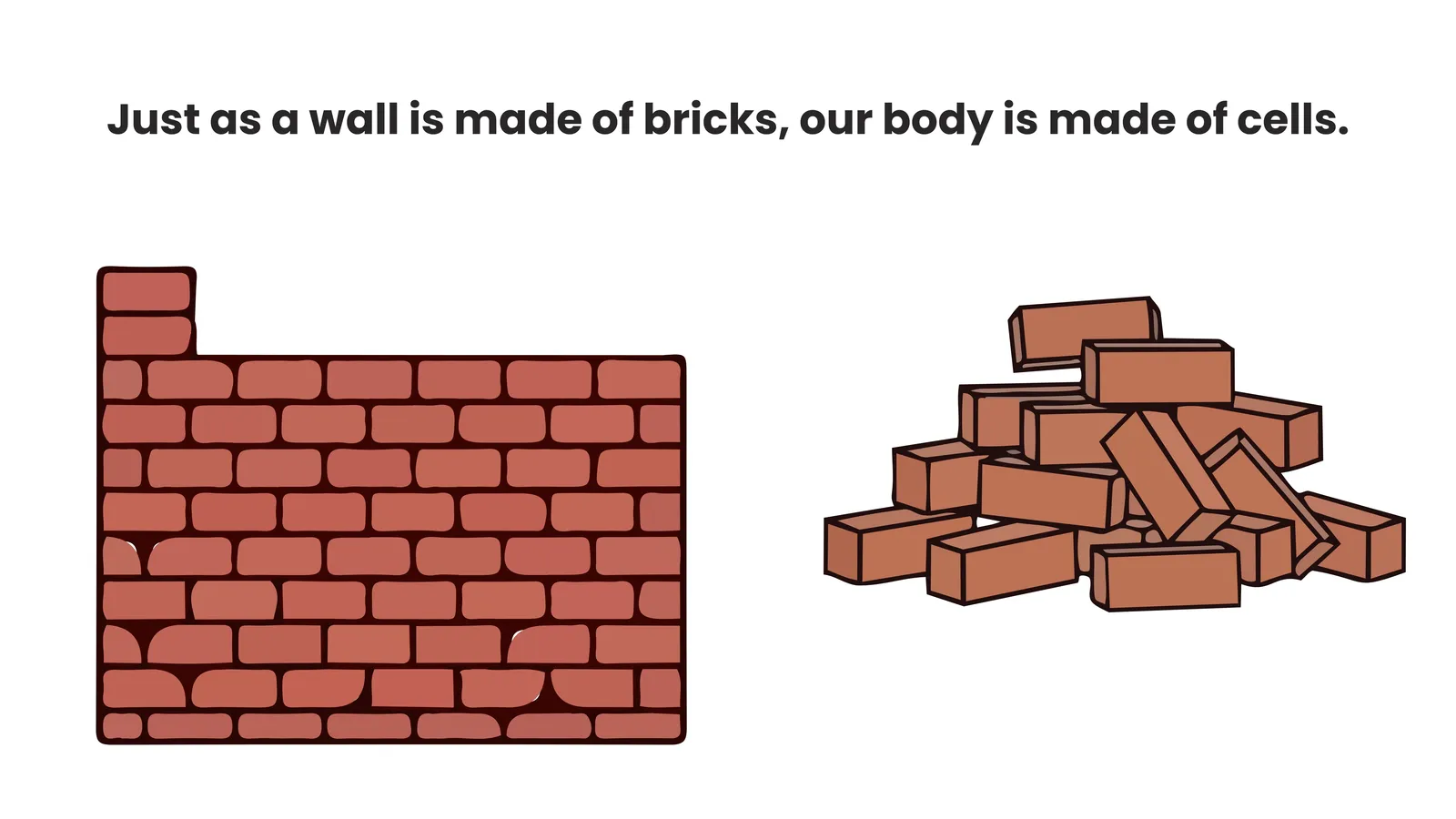 Just as a wall is made of bricks, our body is made of cells