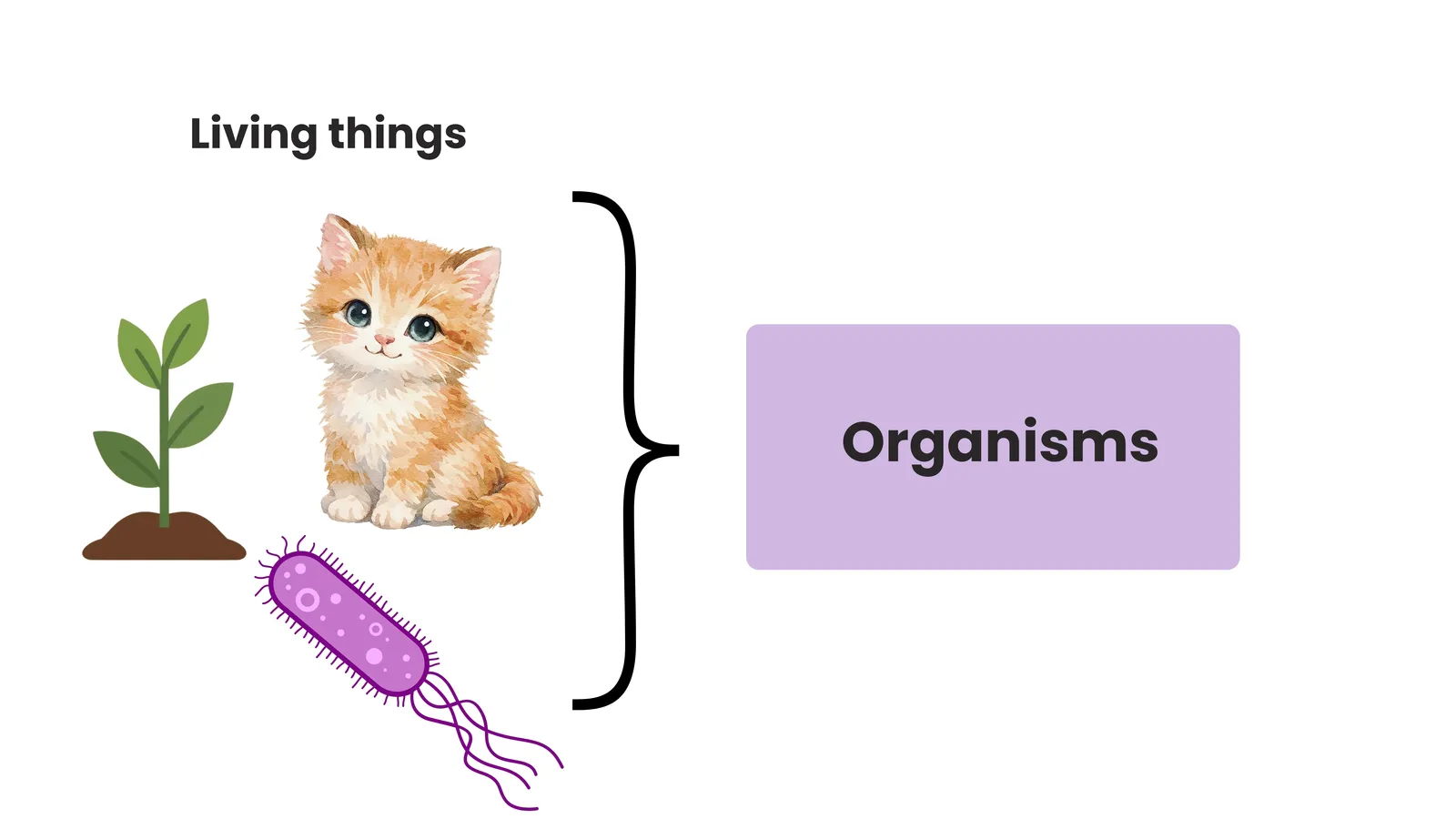 Living things, including plants, animals and bacteria, are called organisms