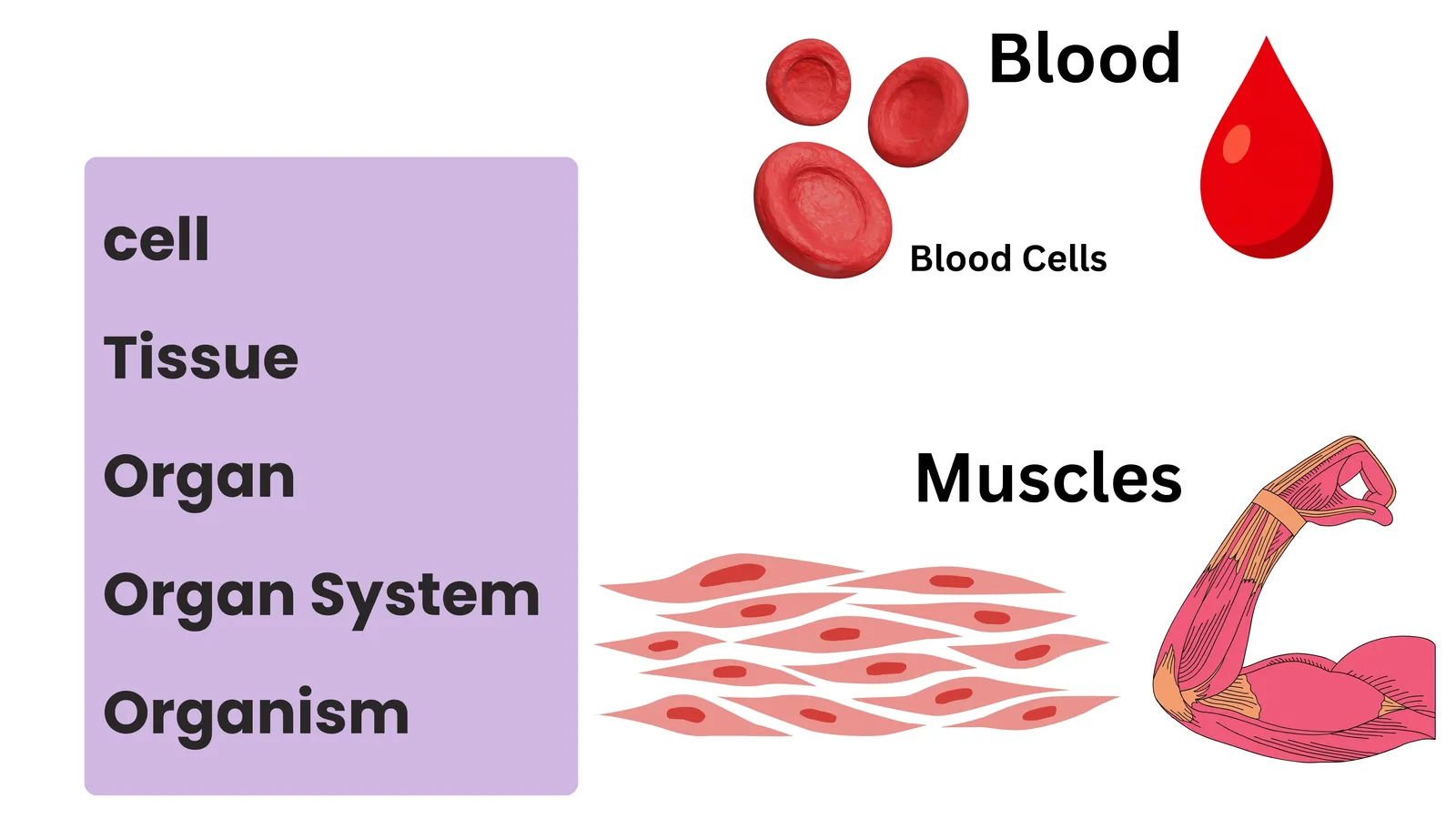 Levels of organisation: cell, tissue, organ, organ system, organism, with blood cells and muscle as examples