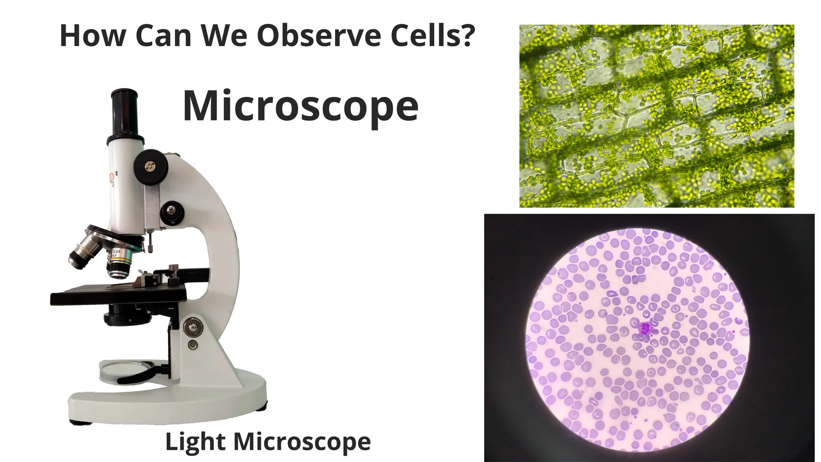 How can we observe cells: a light microscope and magnified views of plant leaf cells and blood cells