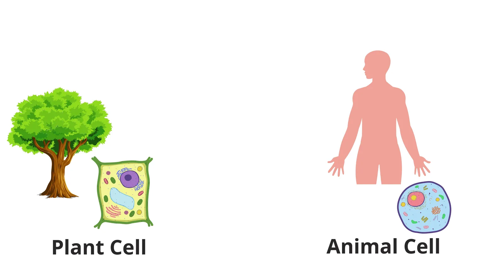 A tree is made of plant cells and the human body is made of animal cells