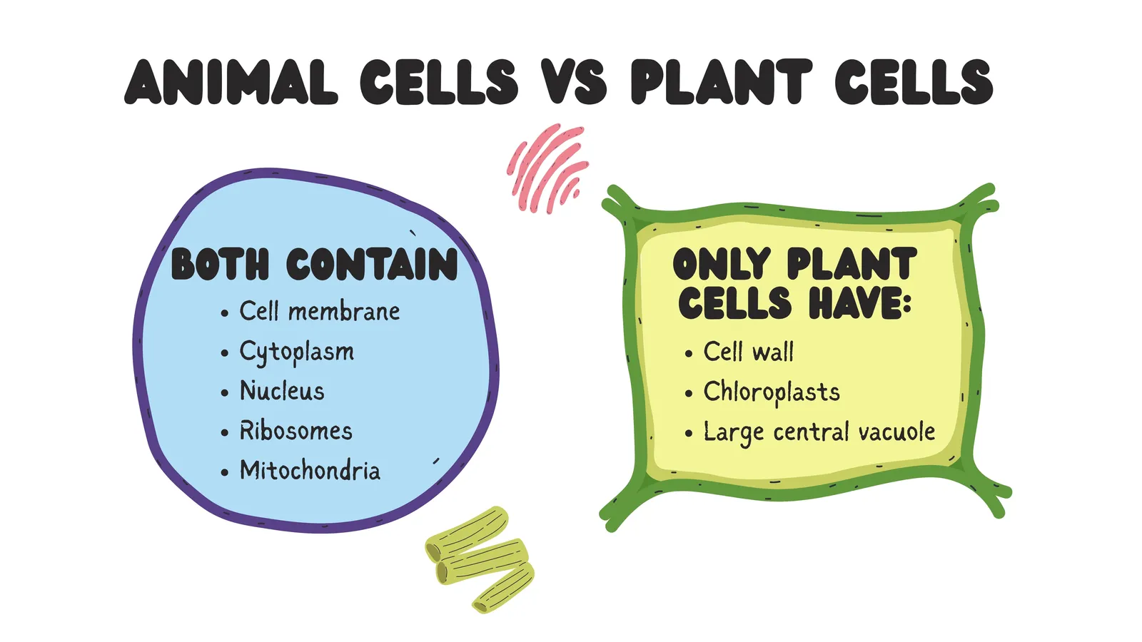 Animal cells vs plant cells: both contain a cell membrane, cytoplasm, nucleus, ribosomes and mitochondria; only plant cells have a cell wall, chloroplasts and a large central vacuole