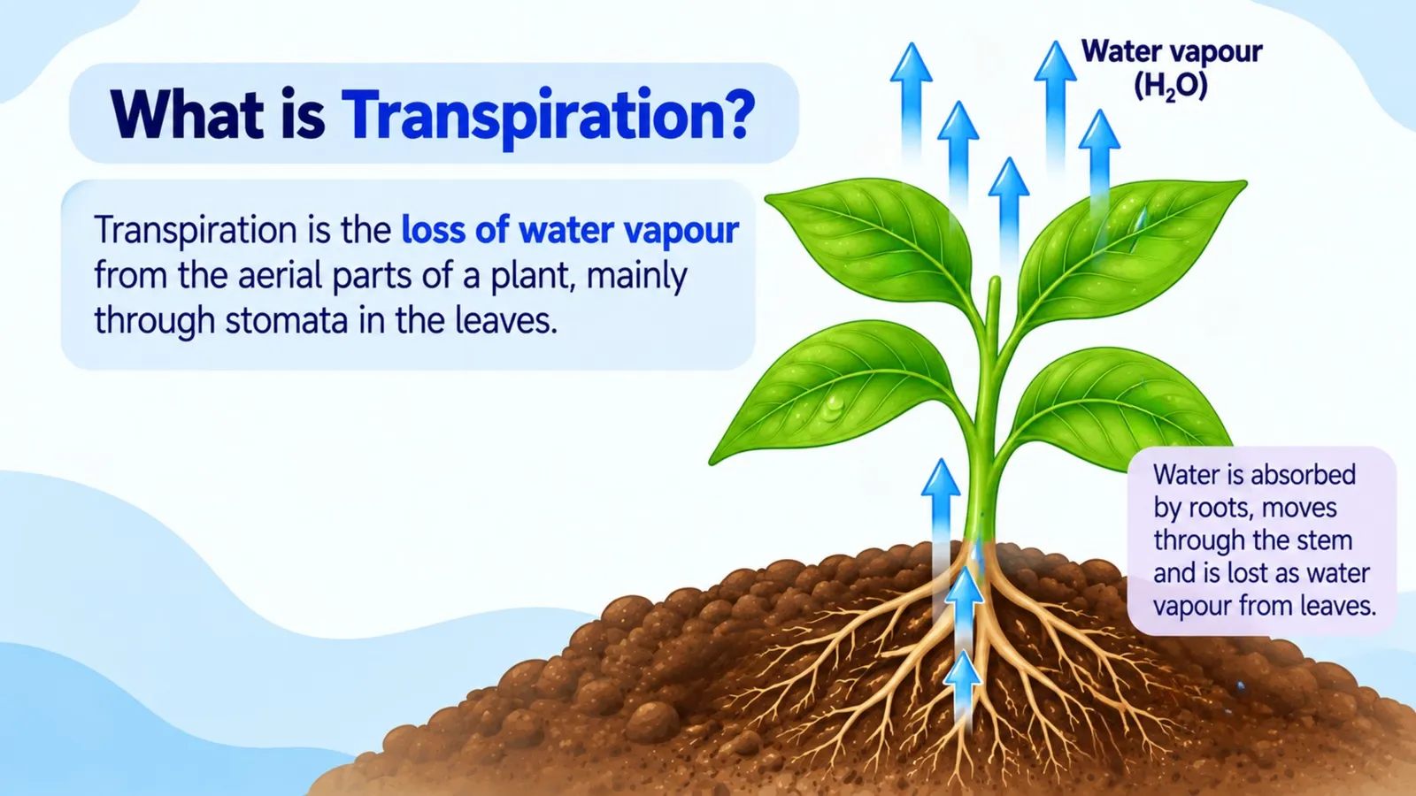 What is transpiration: the loss of water vapour from the aerial parts of a plant, mainly through stomata in the leaves