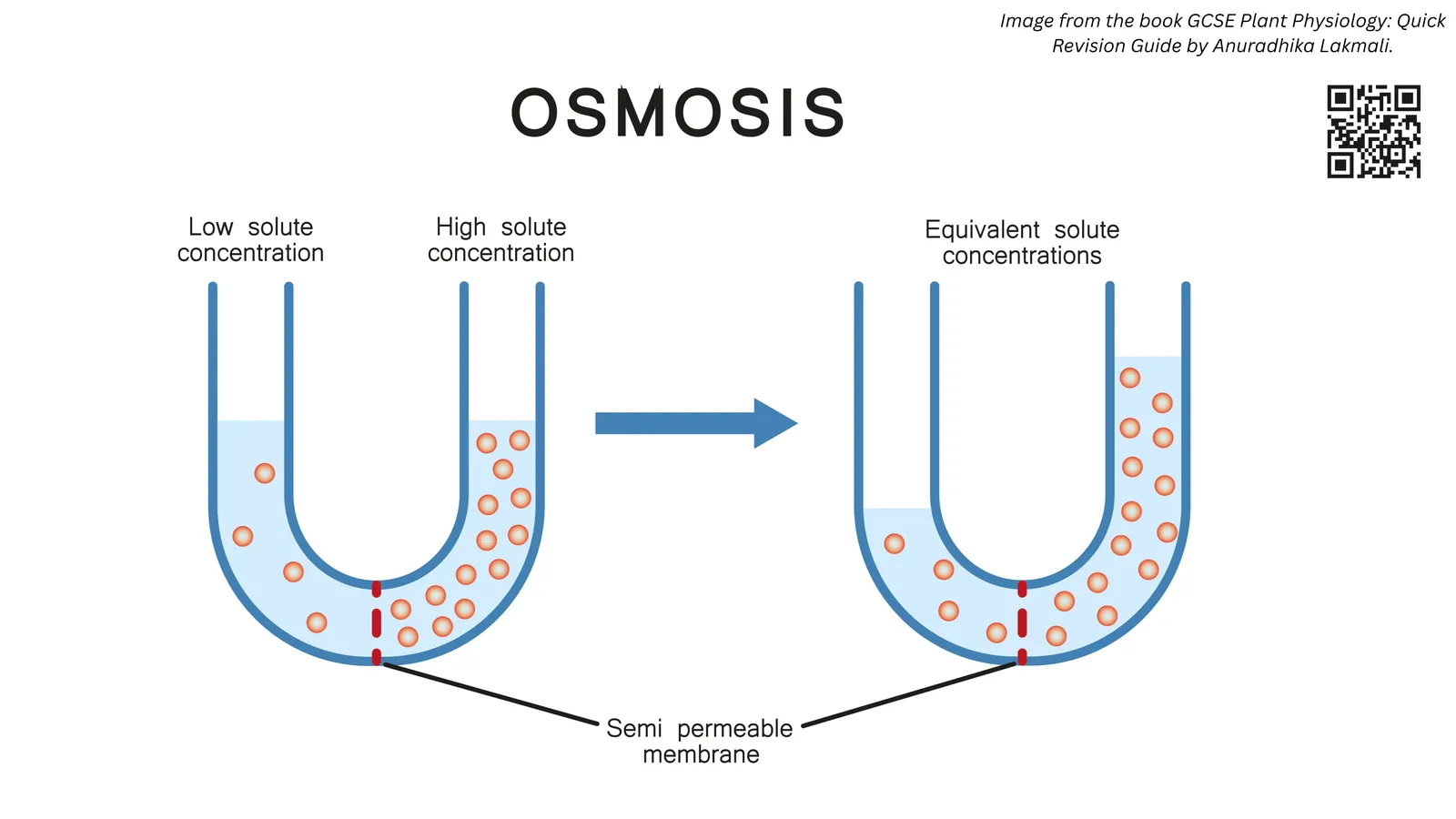 Osmosis in a U-tube: water moves across a partially permeable membrane from the side with a low solute concentration to the side with a high solute concentration until the levels change