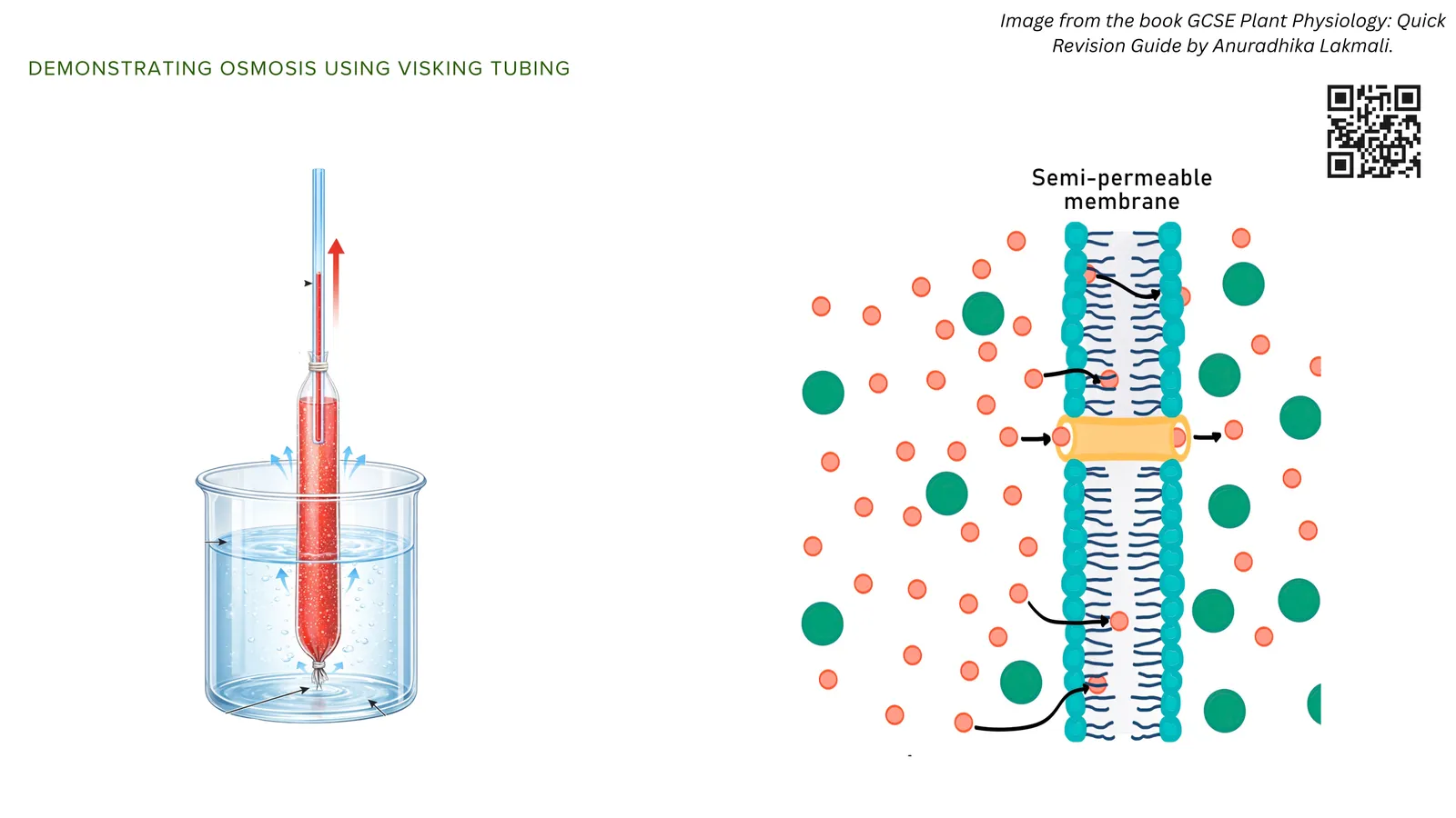 Demonstrating osmosis using Visking tubing: a tube of sugar solution in a beaker of water, with a close-up of water molecules passing through the partially permeable membrane while larger solute molecules cannot