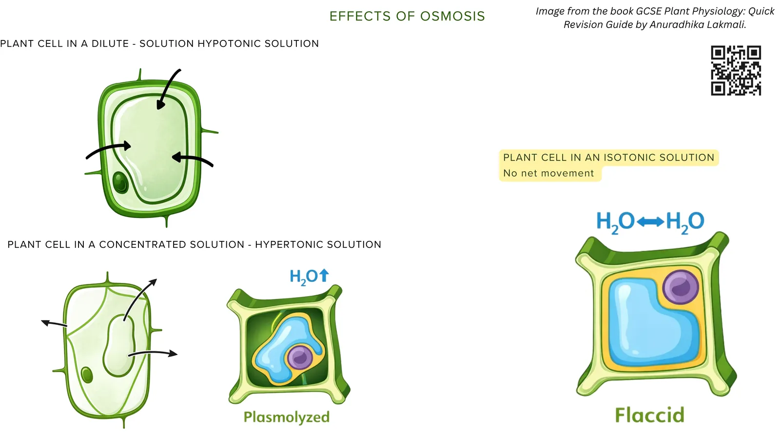 Effects of osmosis on plant cells: in a dilute solution water enters the cell, in a concentrated solution water leaves and the cell becomes plasmolysed, and in a solution of equal concentration there is no net movement and the cell is flaccid