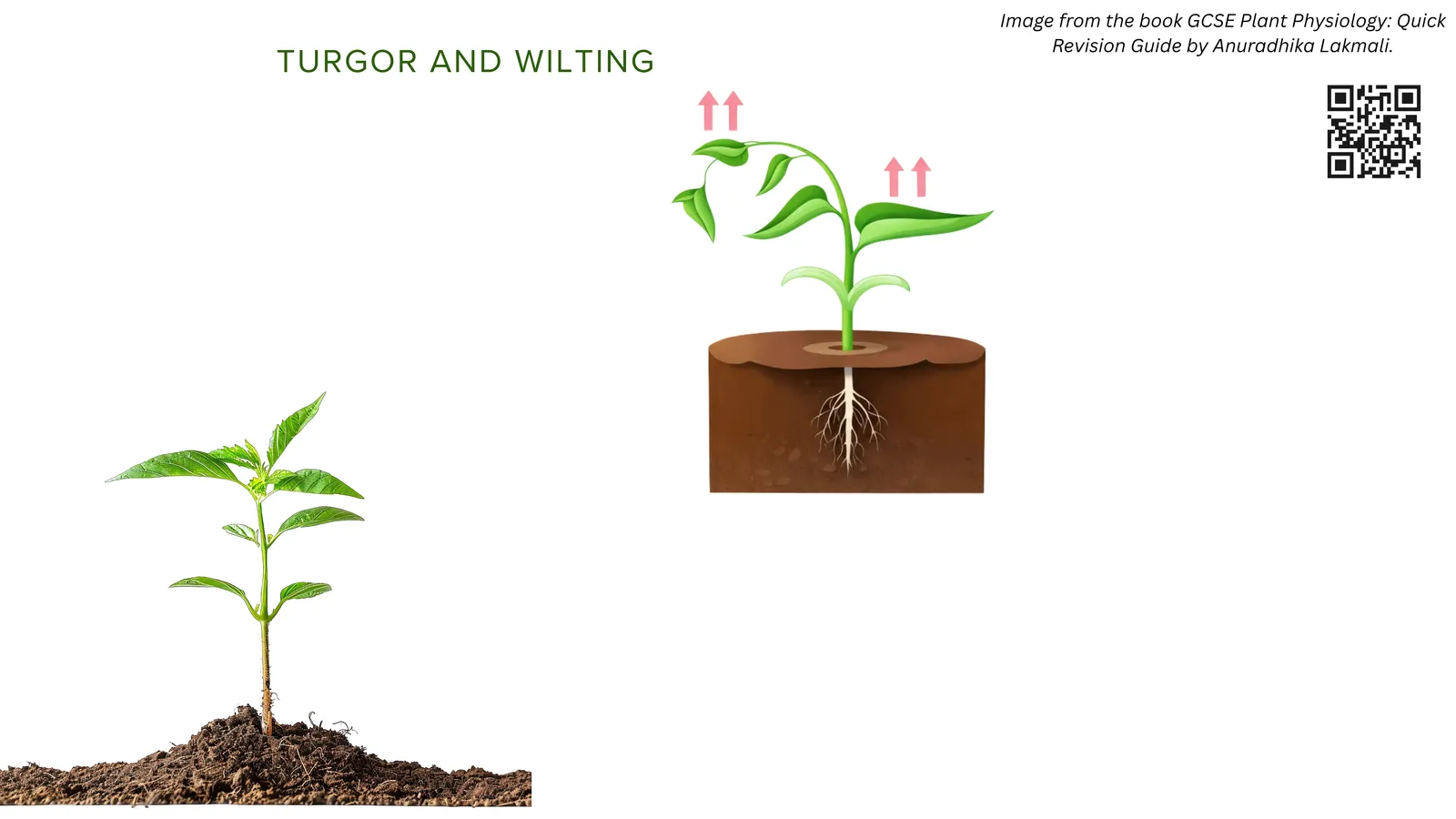 Turgor and wilting: a healthy upright plant with turgid cells next to a drooping plant that has lost water and wilted