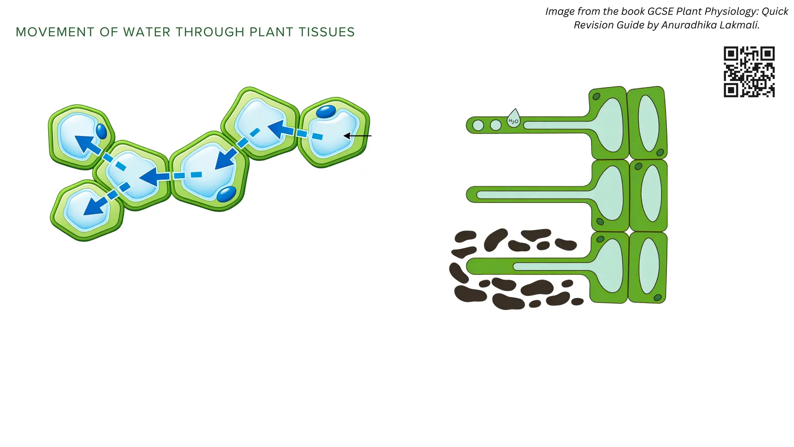 Movement of water through plant tissues: water passes from cell to cell by osmosis, from the soil through the root towards the centre of the root