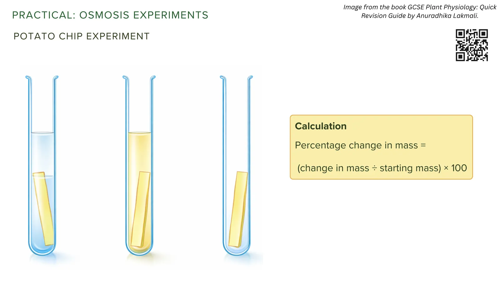 Potato chip osmosis practical: chips in tubes of different solutions, with the calculation percentage change in mass equals change in mass divided by starting mass times 100