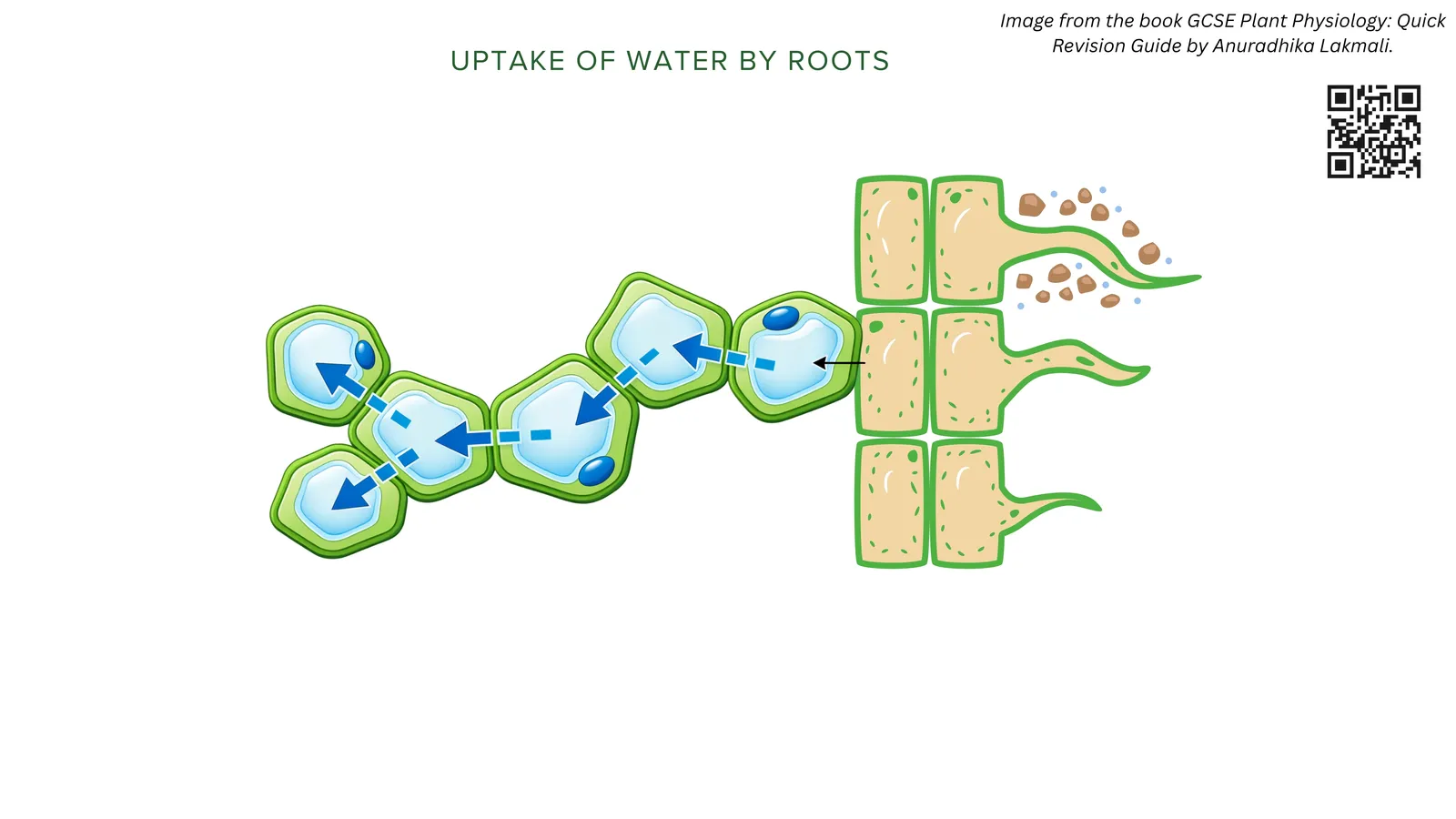Uptake of water by roots: water from between soil particles enters a root hair cell and passes from cell to cell across the root towards the xylem