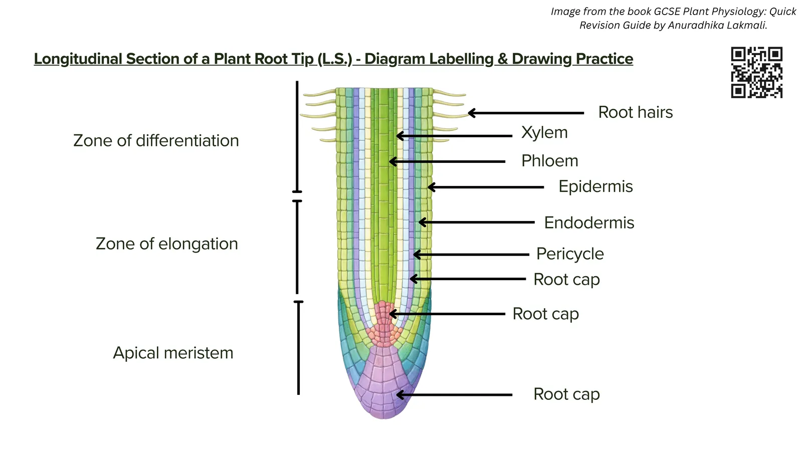 Longitudinal section of a plant root tip for labelling practice, showing the apical meristem, zone of elongation and zone of differentiation, with root hairs, xylem, phloem, epidermis, endodermis and root cap