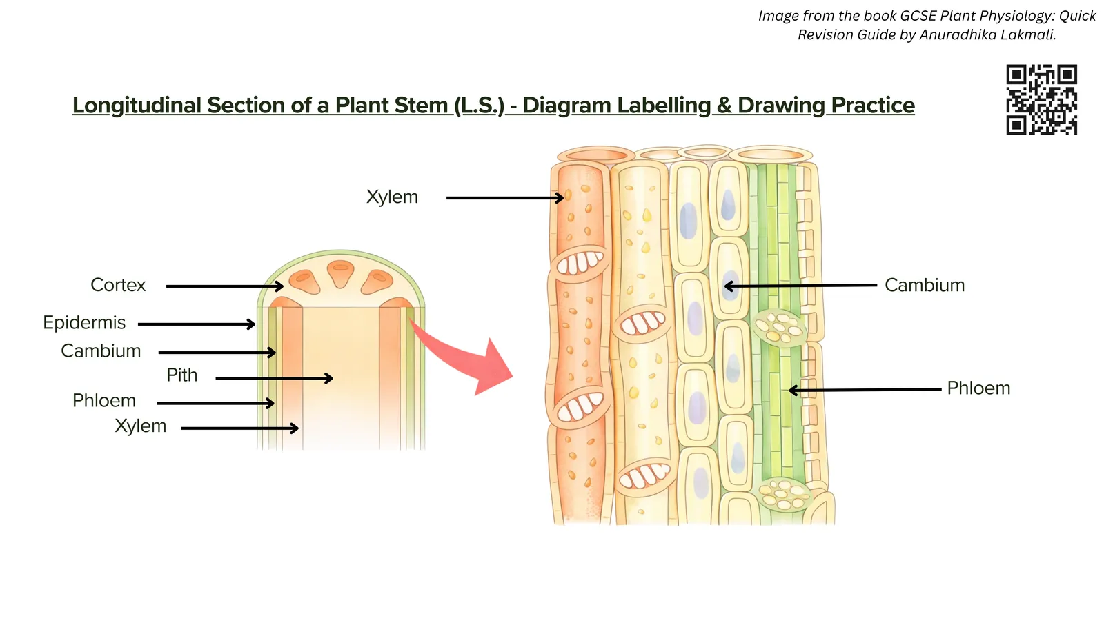 Longitudinal section of a plant stem for labelling practice, showing epidermis, cortex, pith, xylem, cambium and phloem