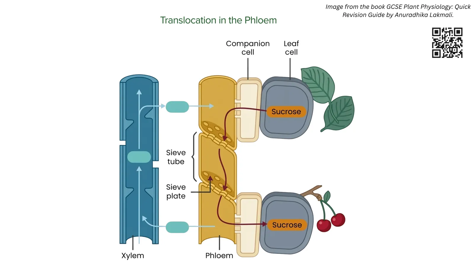 Translocation in the phloem: companion cells load sucrose from a leaf into the sieve tubes, and sap moves through the phloem beside the xylem to a sink such as a fruit