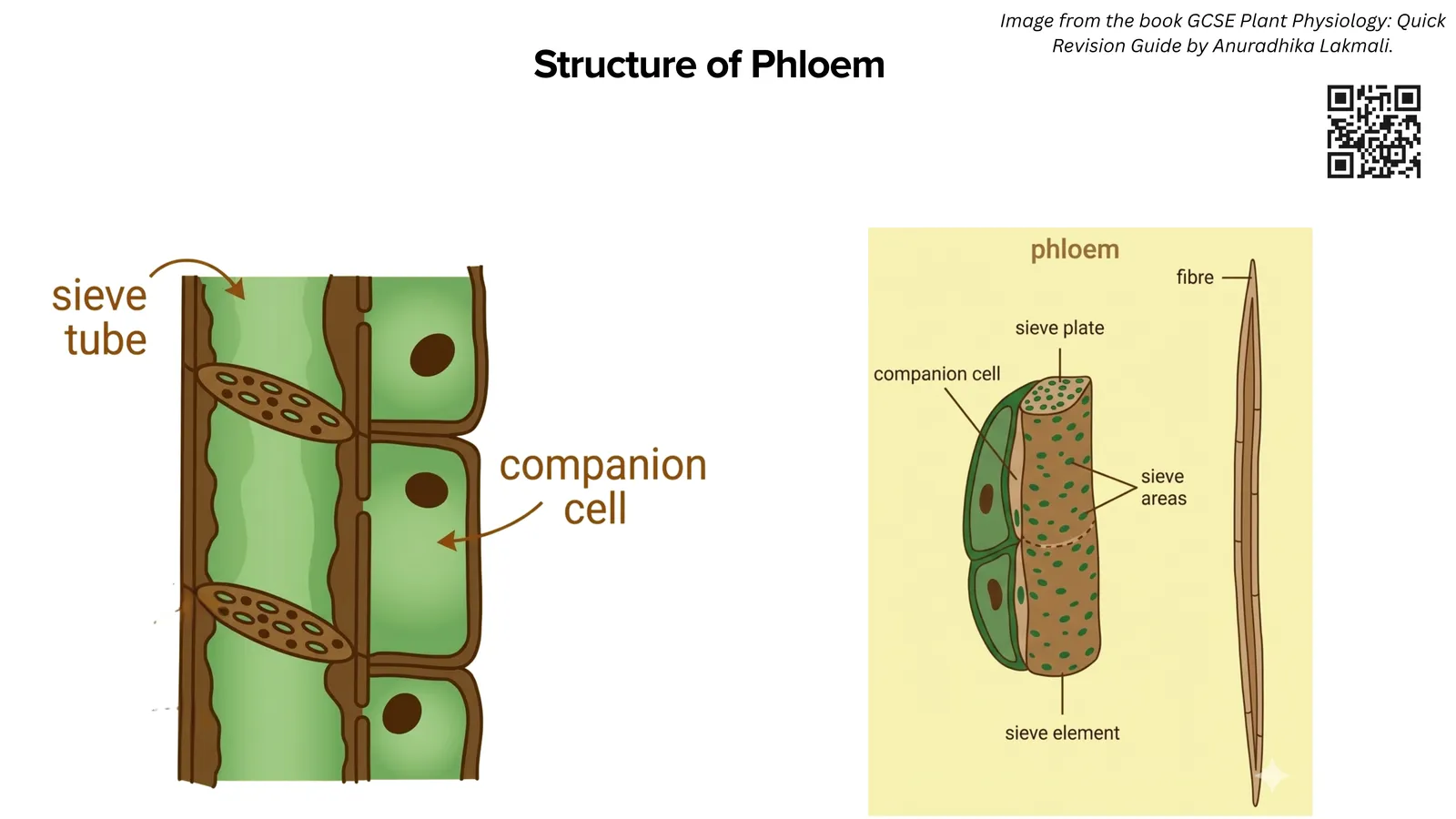 Structure of phloem: sieve tube cells joined end to end by sieve plates, with a companion cell beside each sieve tube