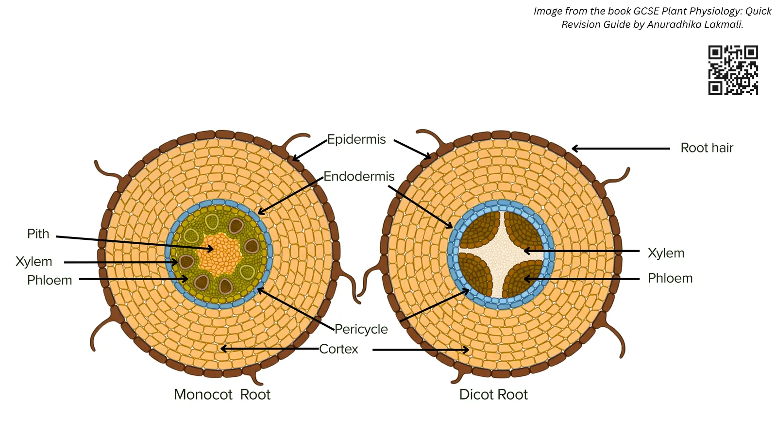 Transverse sections of a monocot root and a dicot root, labelled with epidermis, root hair, cortex, endodermis, pericycle, xylem and phloem; the dicot root has an X-shaped xylem core with phloem between its arms