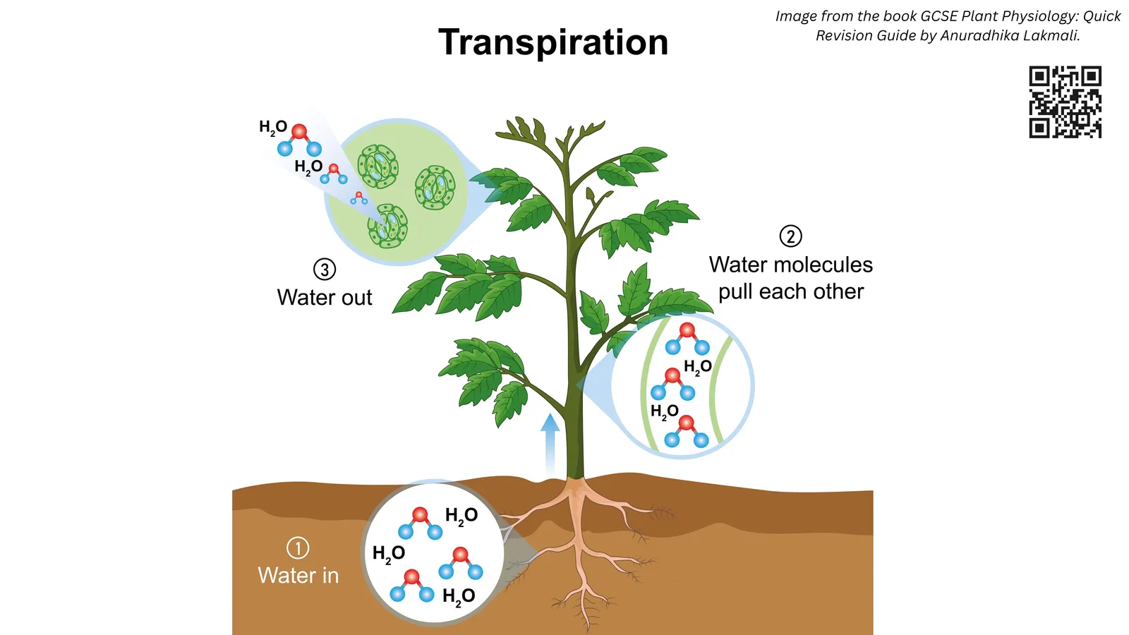 Transpiration in a plant: water enters the roots from the soil, water molecules pull each other up the xylem, and water vapour leaves through the leaves