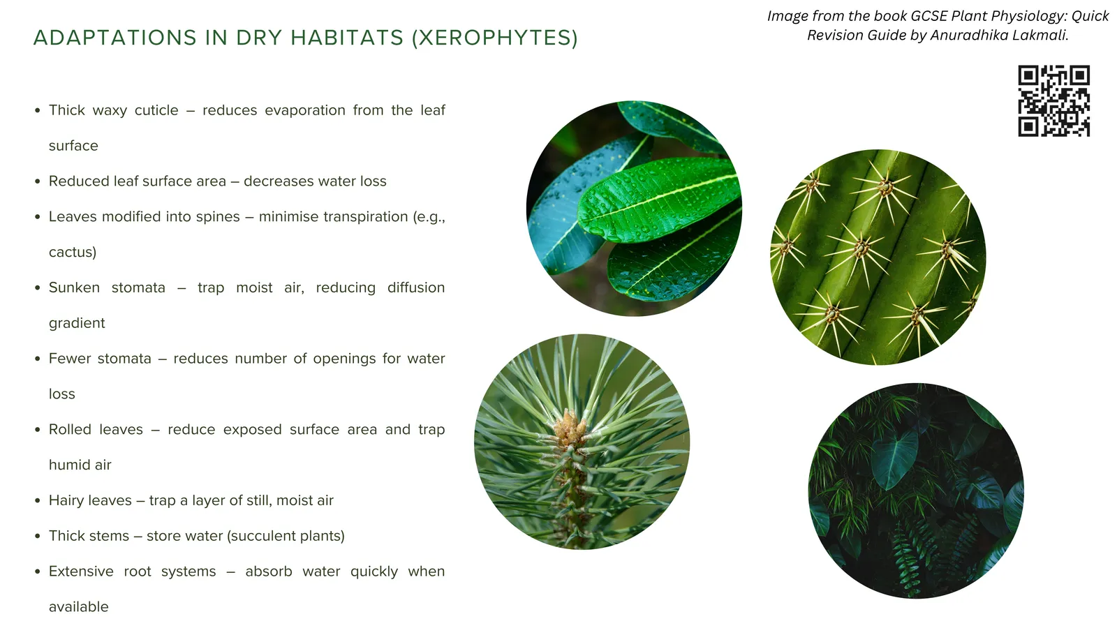 Adaptations of xerophytes to dry habitats: thick waxy cuticle, reduced leaf surface area, leaves modified into spines, sunken stomata, fewer stomata, rolled leaves, hairy leaves and thick water-storing stems