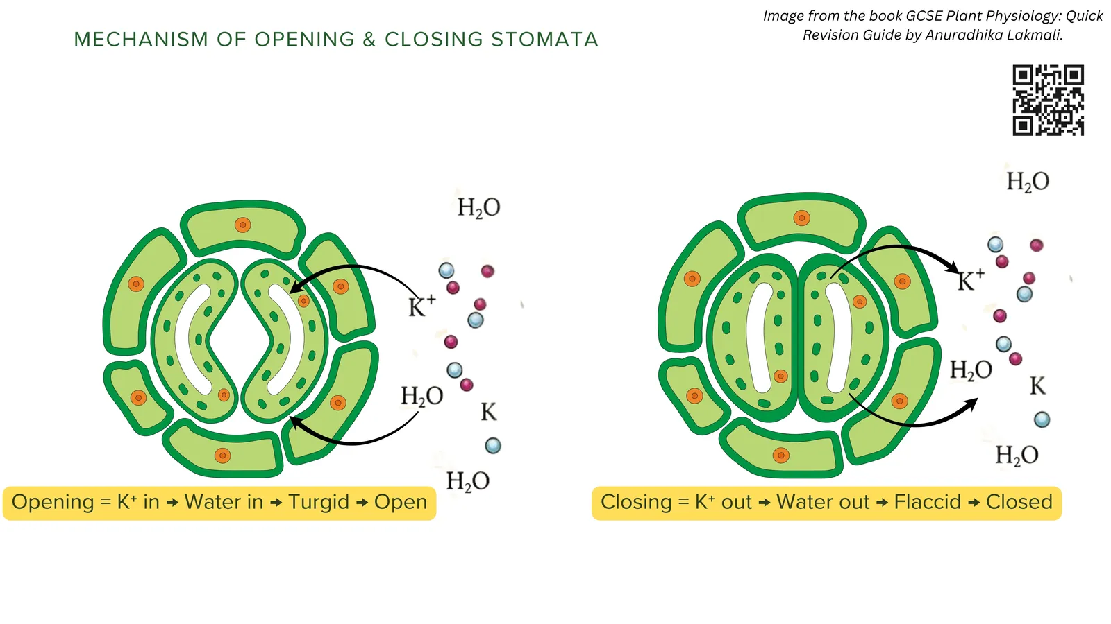 Mechanism of opening and closing stomata: opening is potassium ions in, water in, guard cells turgid and the pore open; closing is potassium ions out, water out, guard cells flaccid and the pore closed