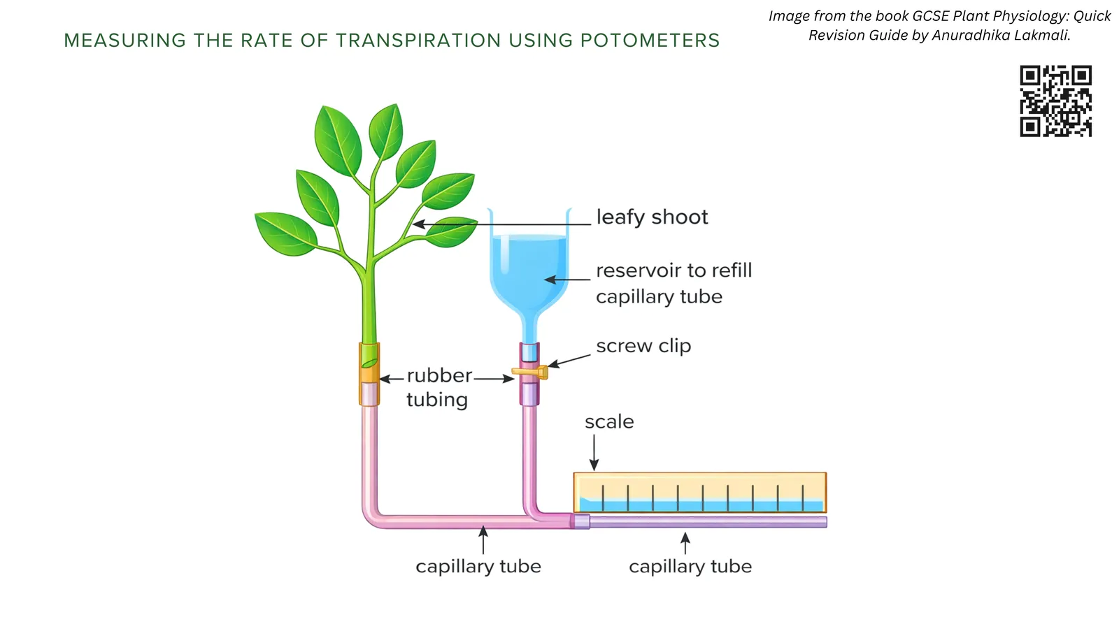 Measuring the rate of transpiration with a potometer: a leafy shoot in rubber tubing, a reservoir to refill the capillary tube, a screw clip and a scale along the capillary tube