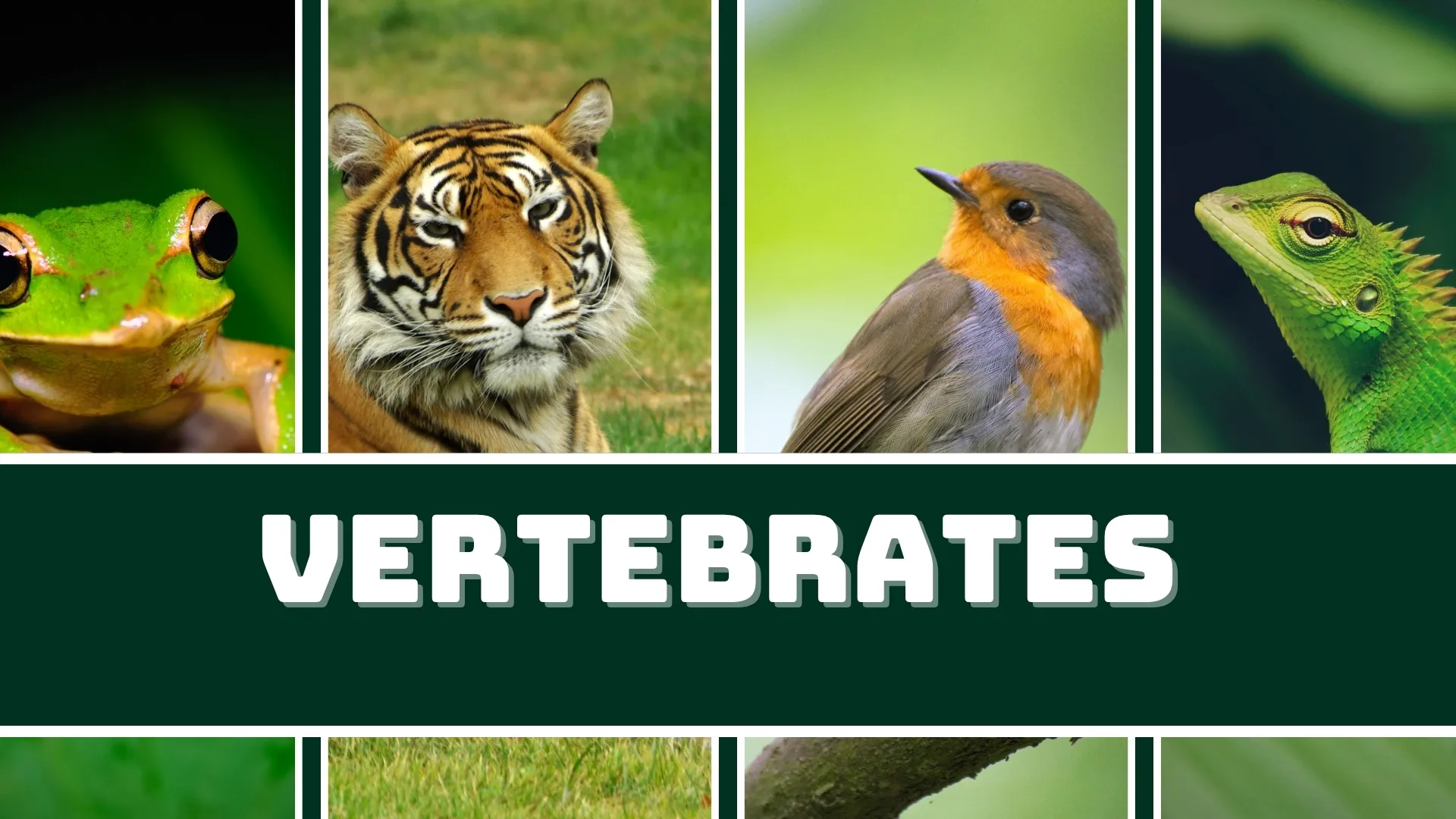 Vertebrates Title