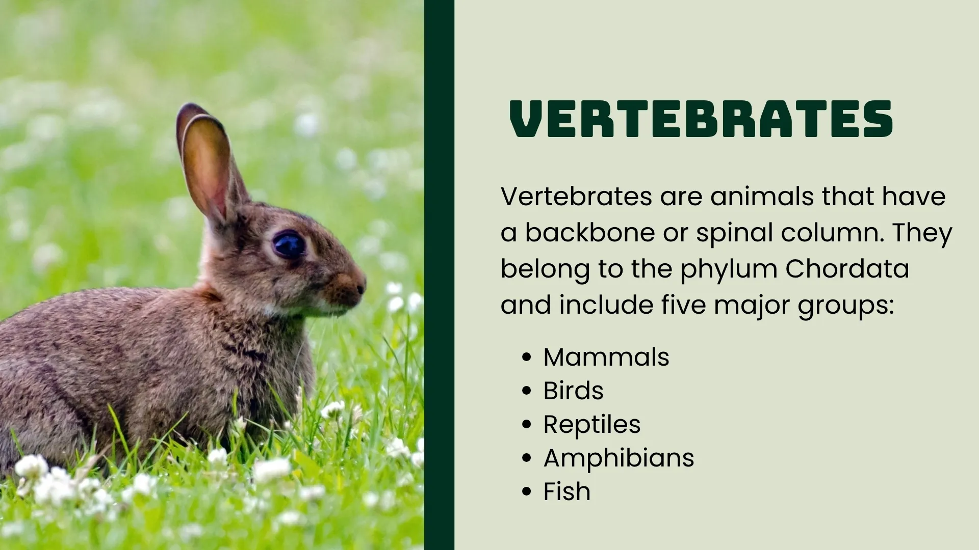 Vertebrates Definition