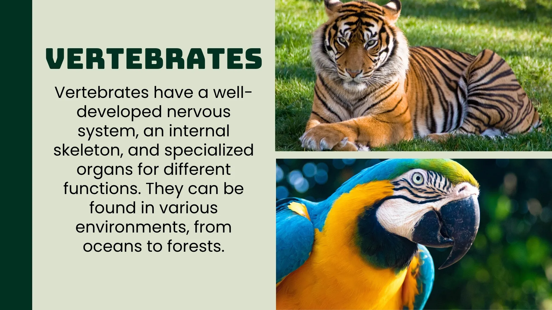 Vertebrate Characteristics