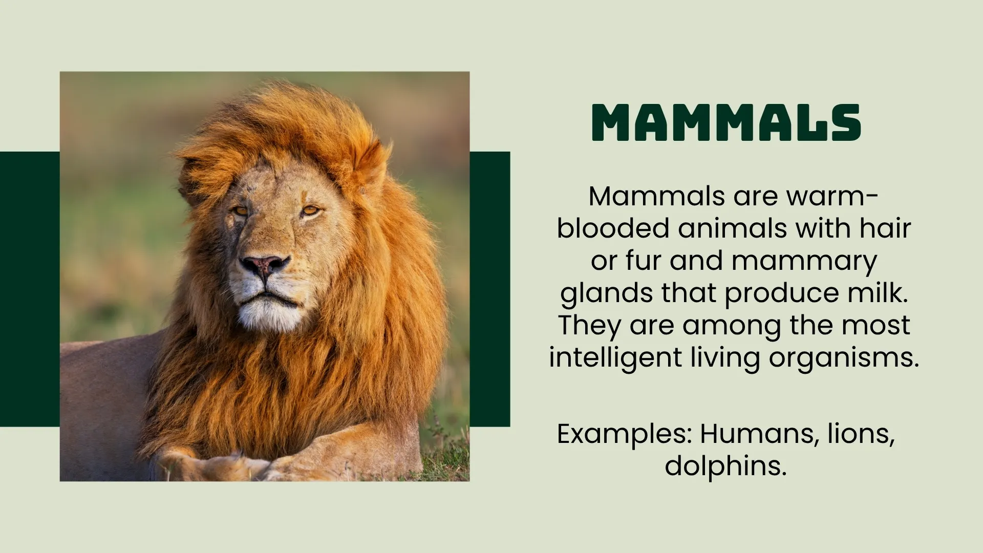 Mammals